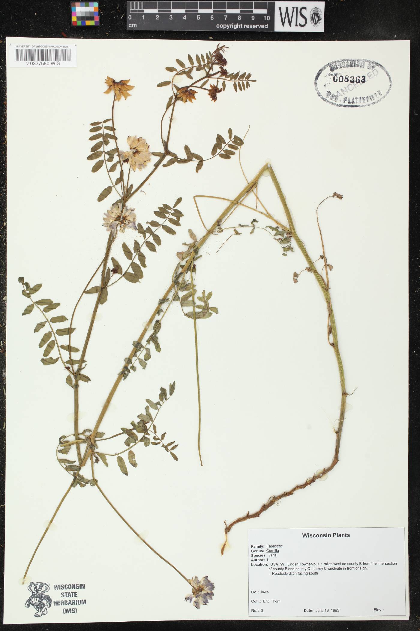 Securigera varia image