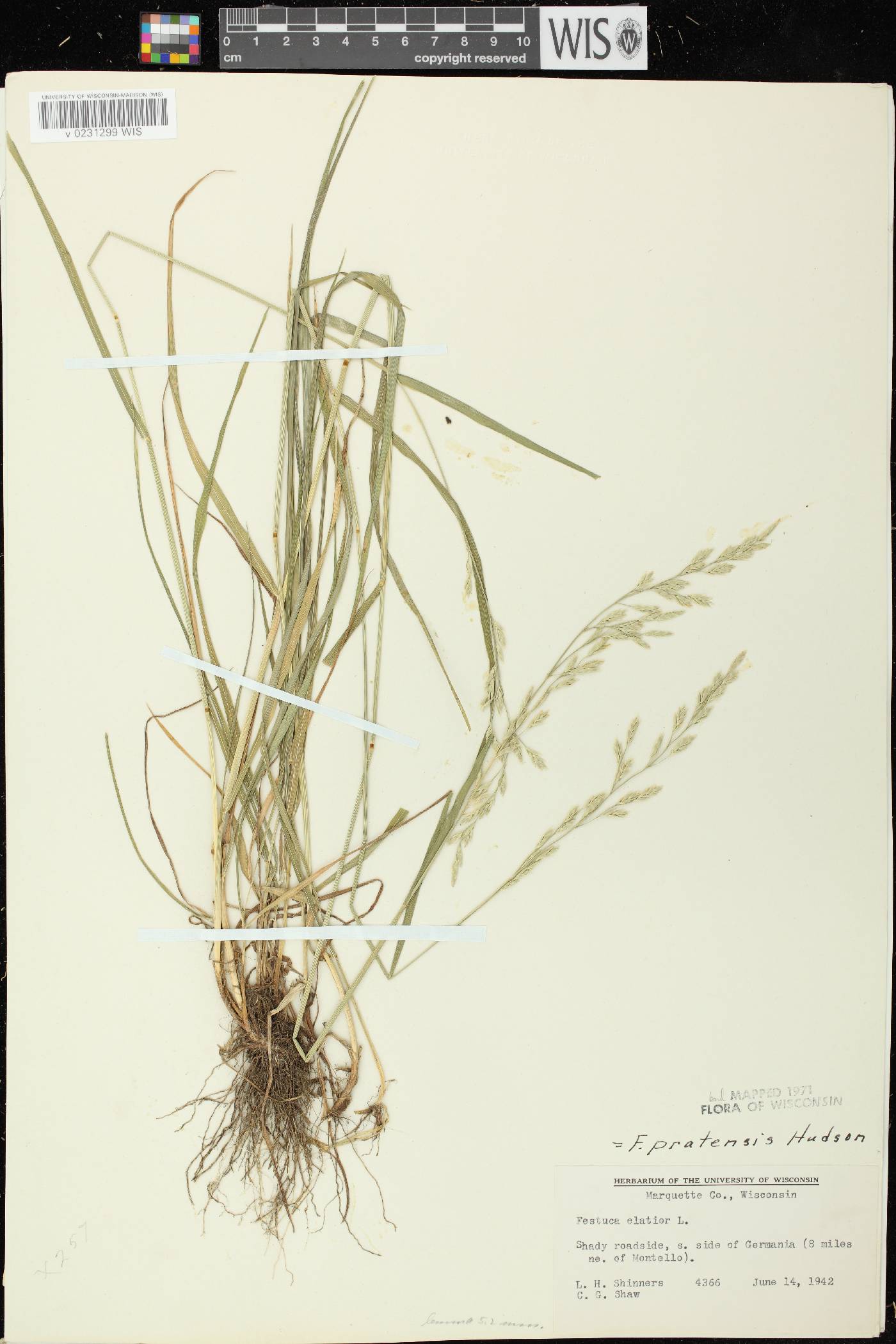Lolium pratense image