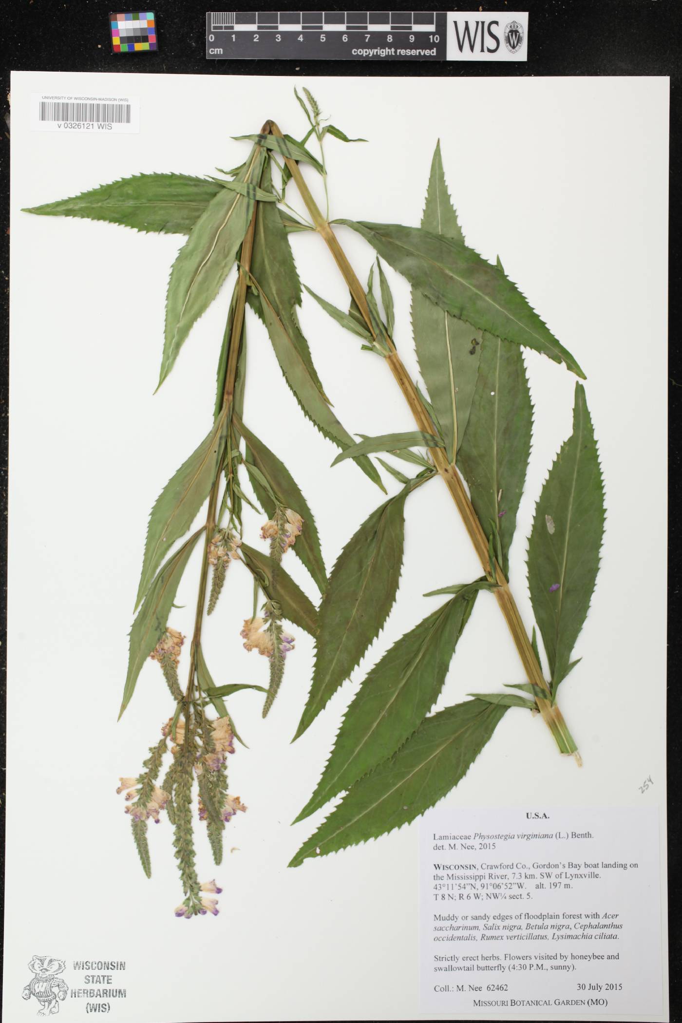 Physostegia virginiana image