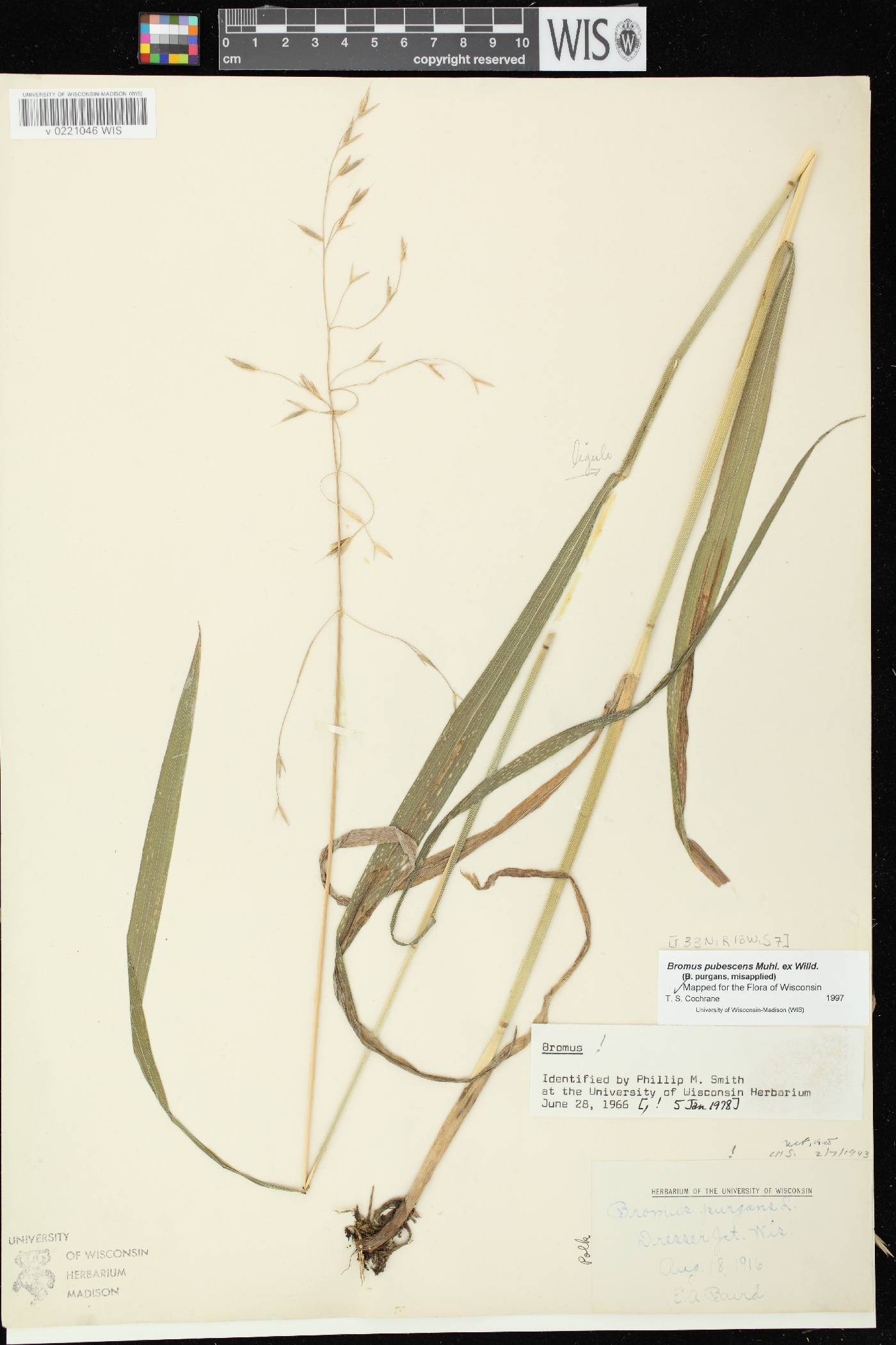 Bromus pubescens image