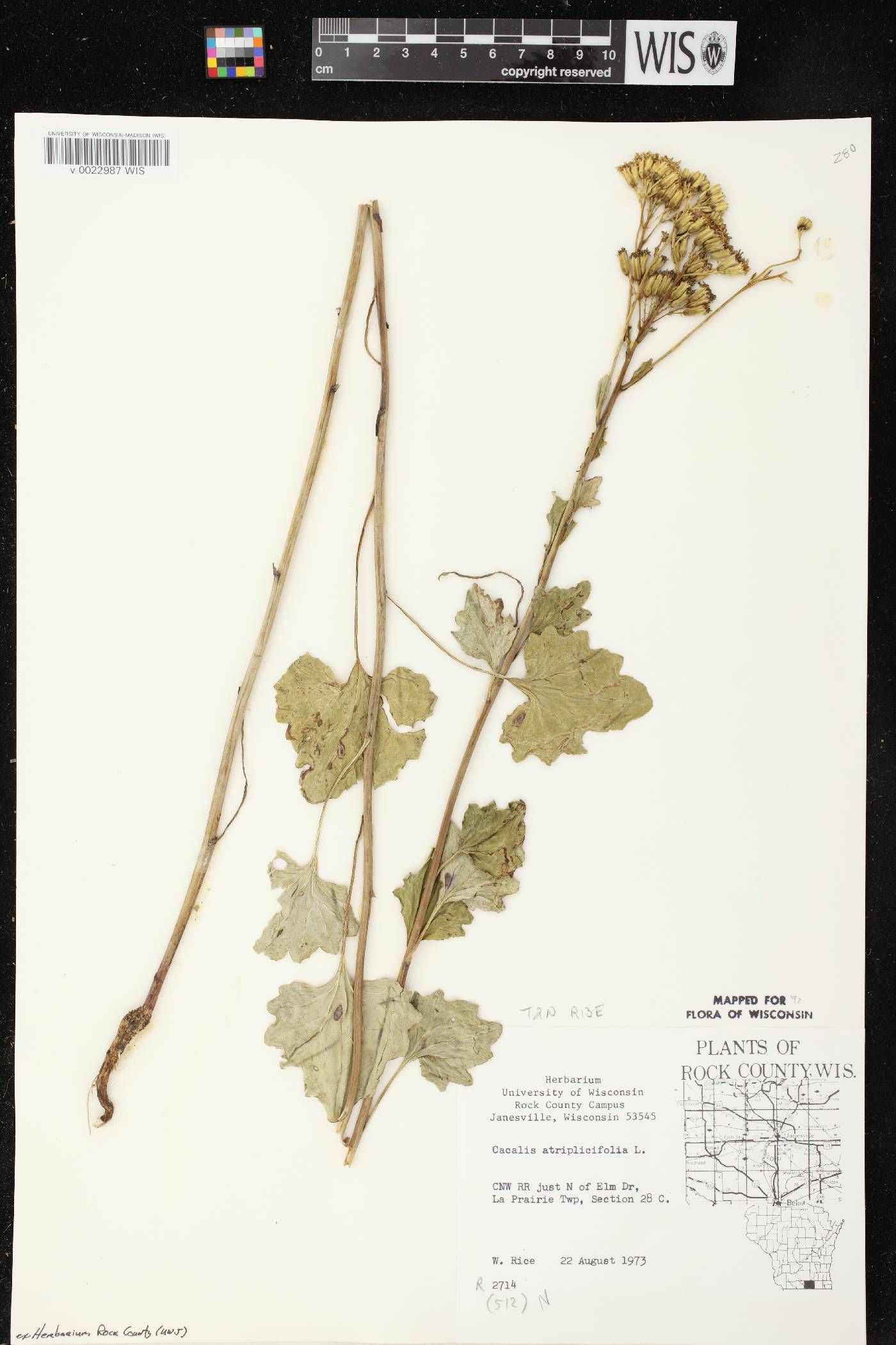 Arnoglossum atriplicifolium image