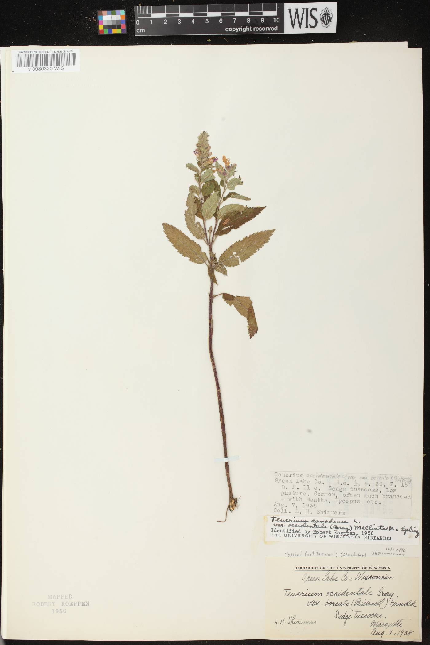 Teucrium canadense var. occidentale image