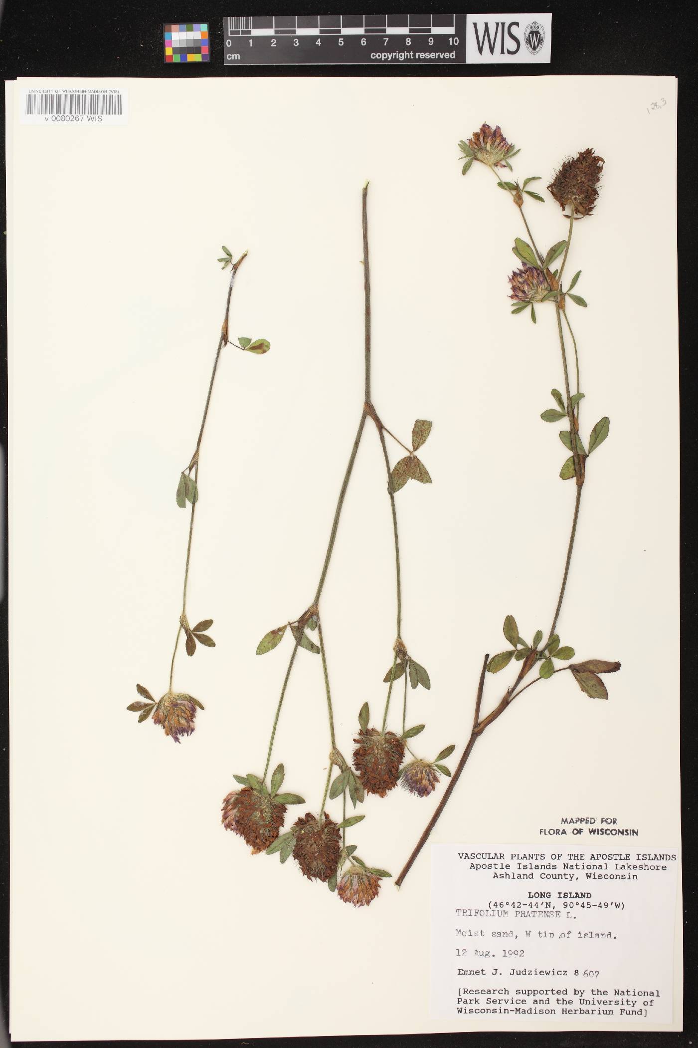 Trifolium pratense image