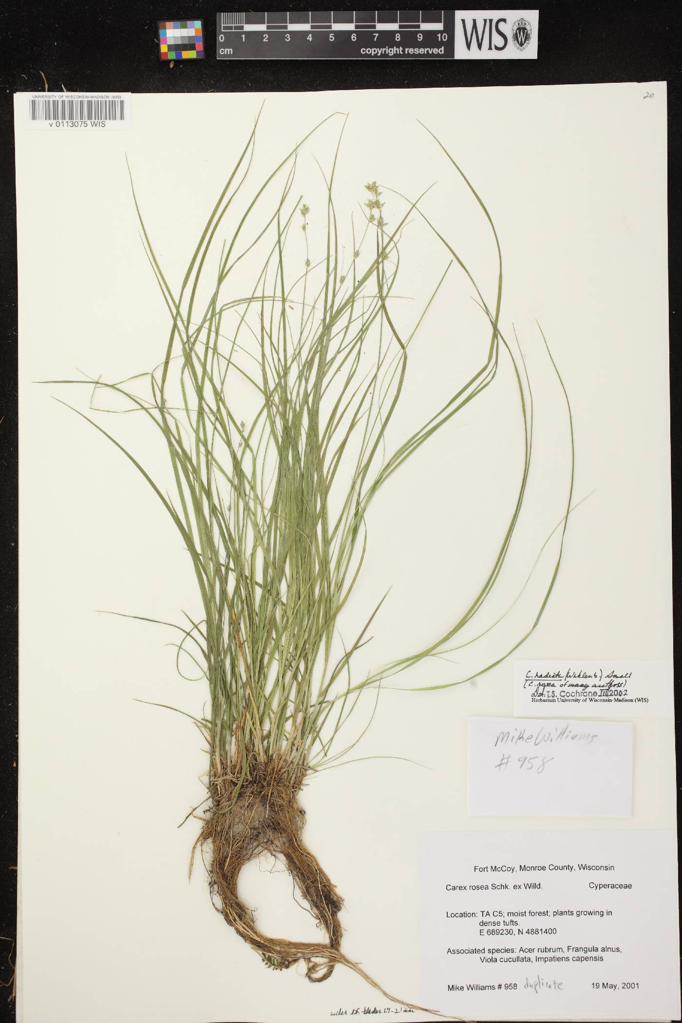 Carex radiata image