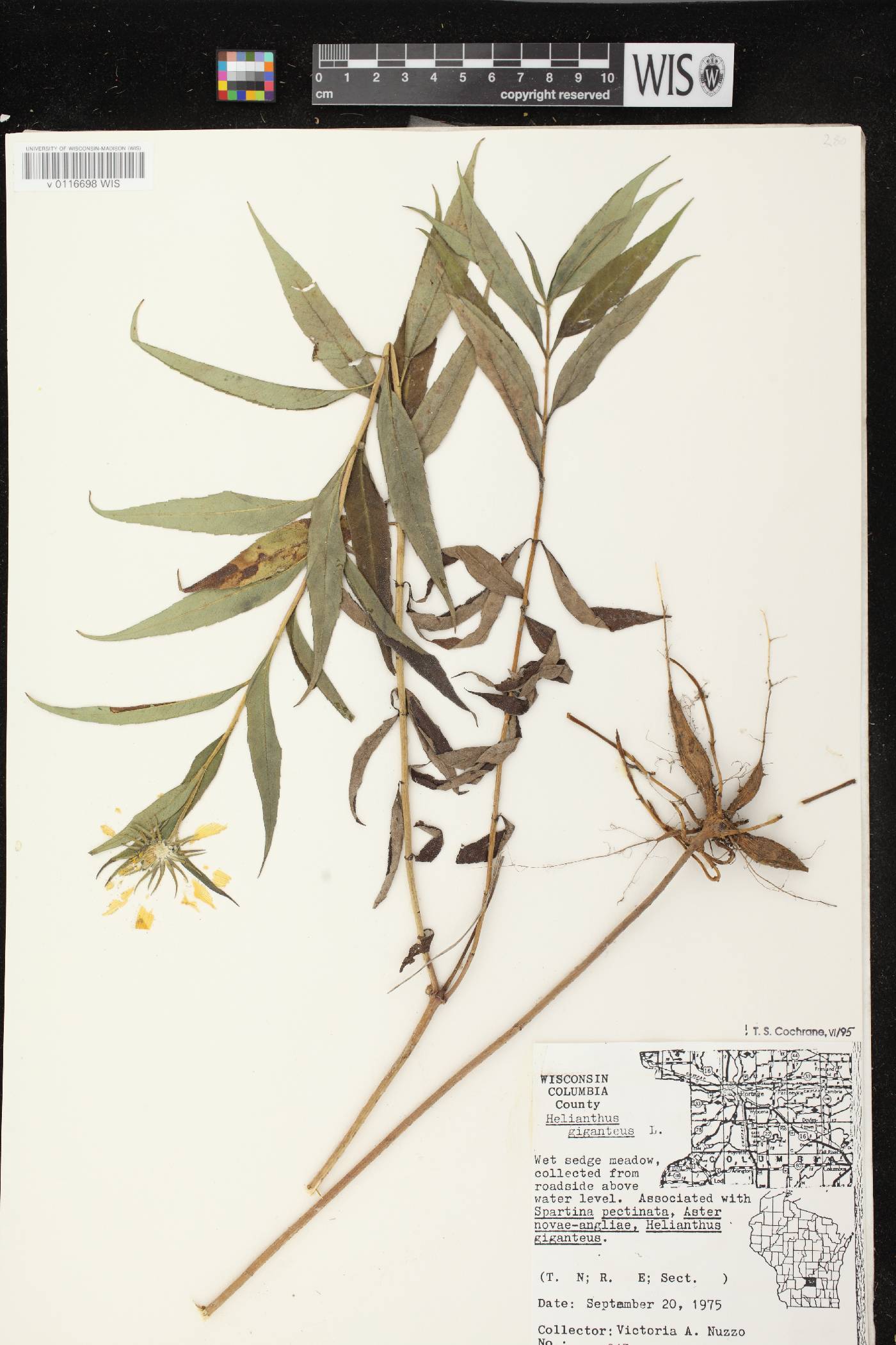 Helianthus giganteus image