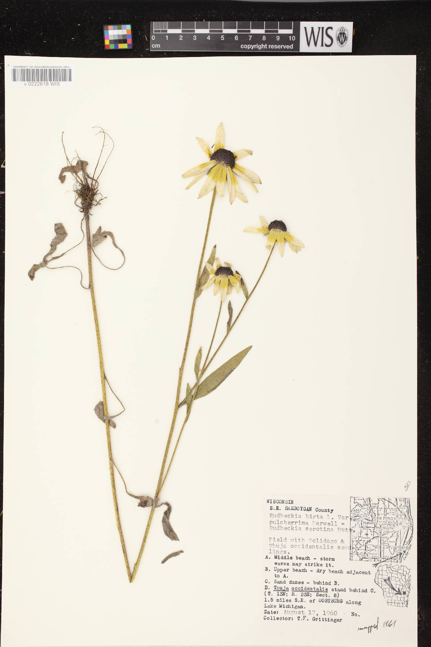 Rudbeckia hirta var. pulcherrima image