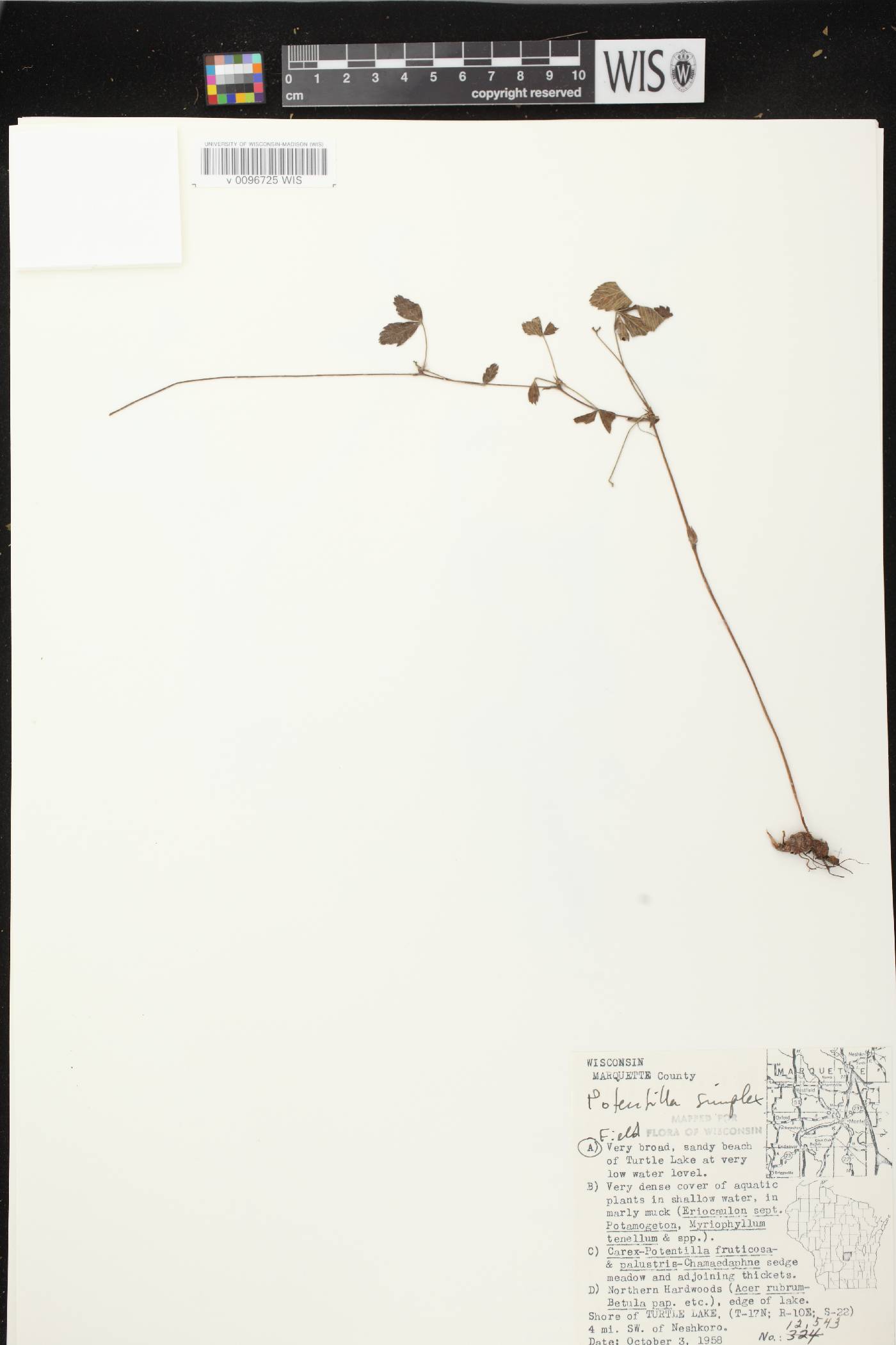Potentilla simplex image