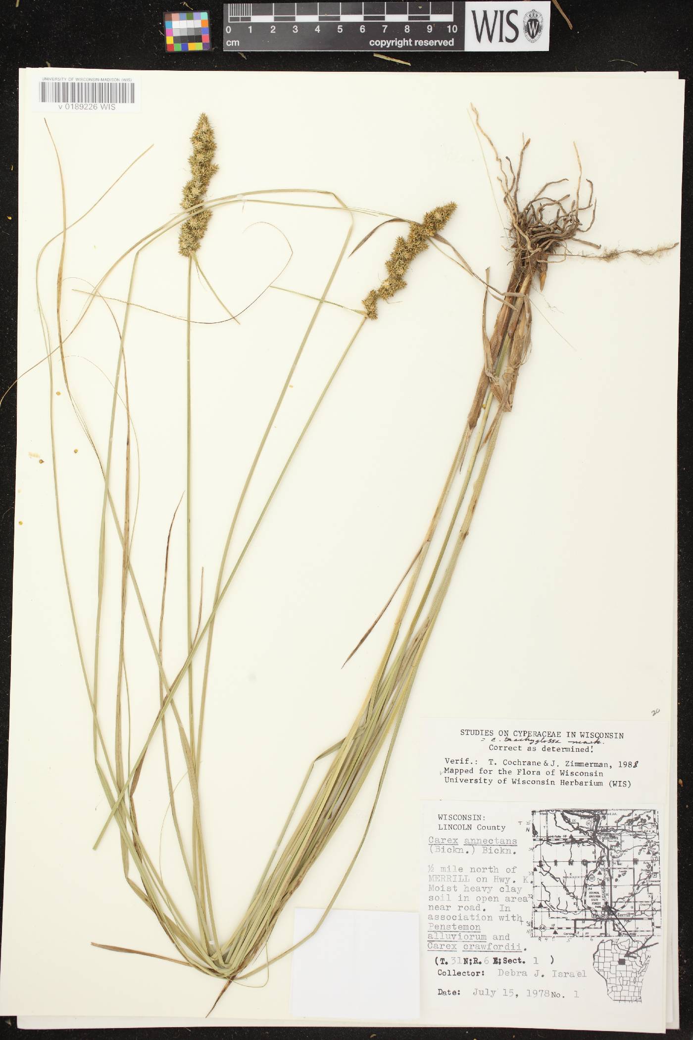 Carex annectens image