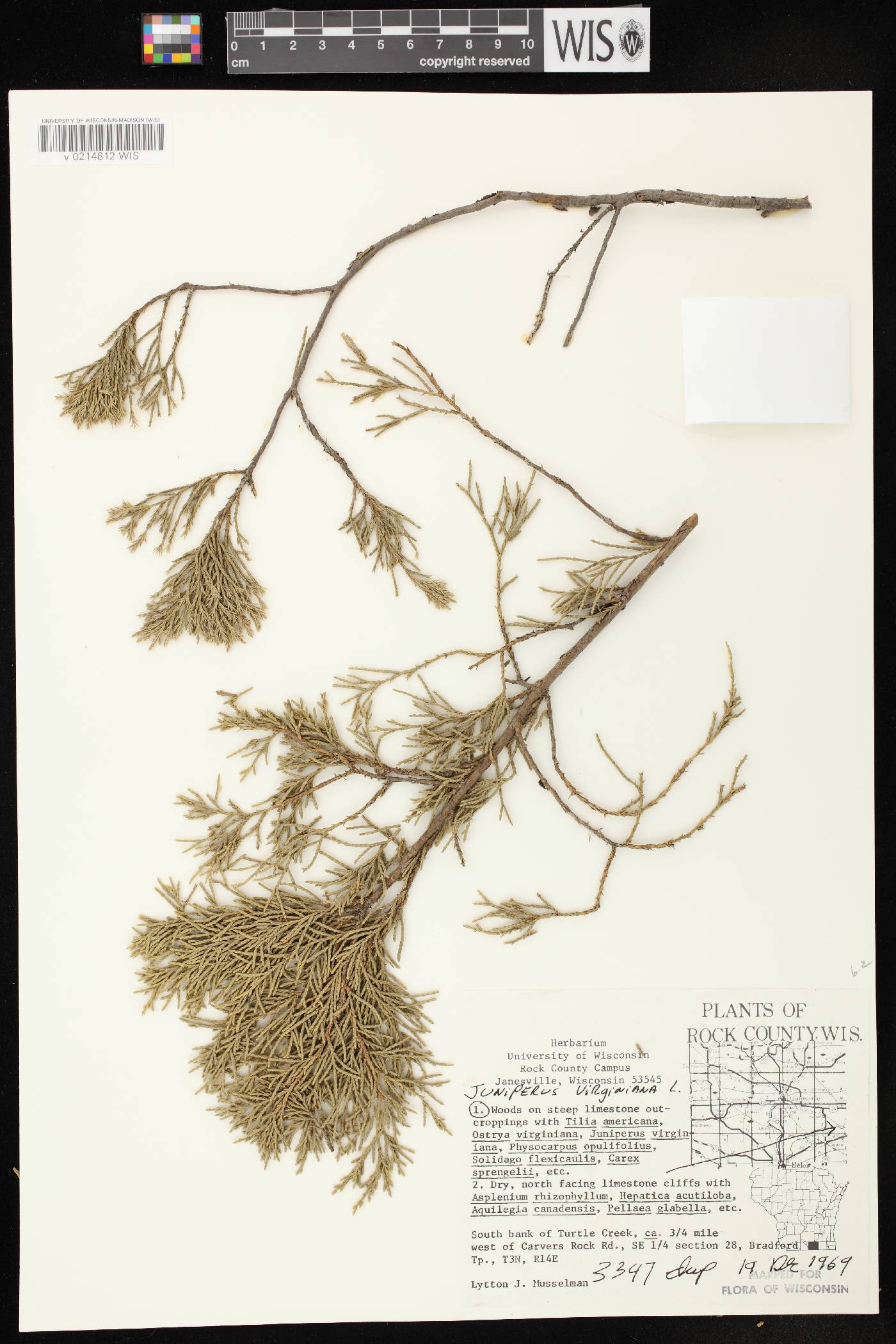 Juniperus virginiana image