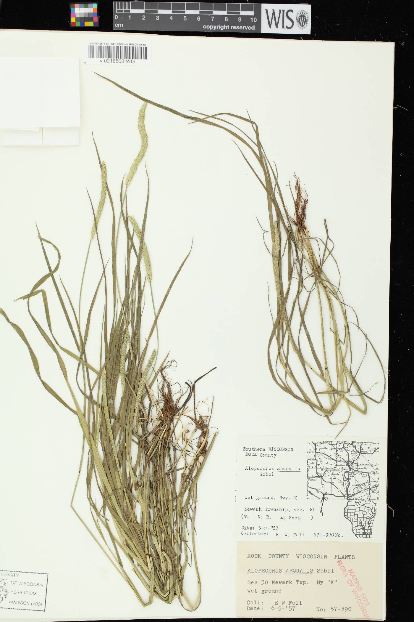 Alopecurus aequalis image