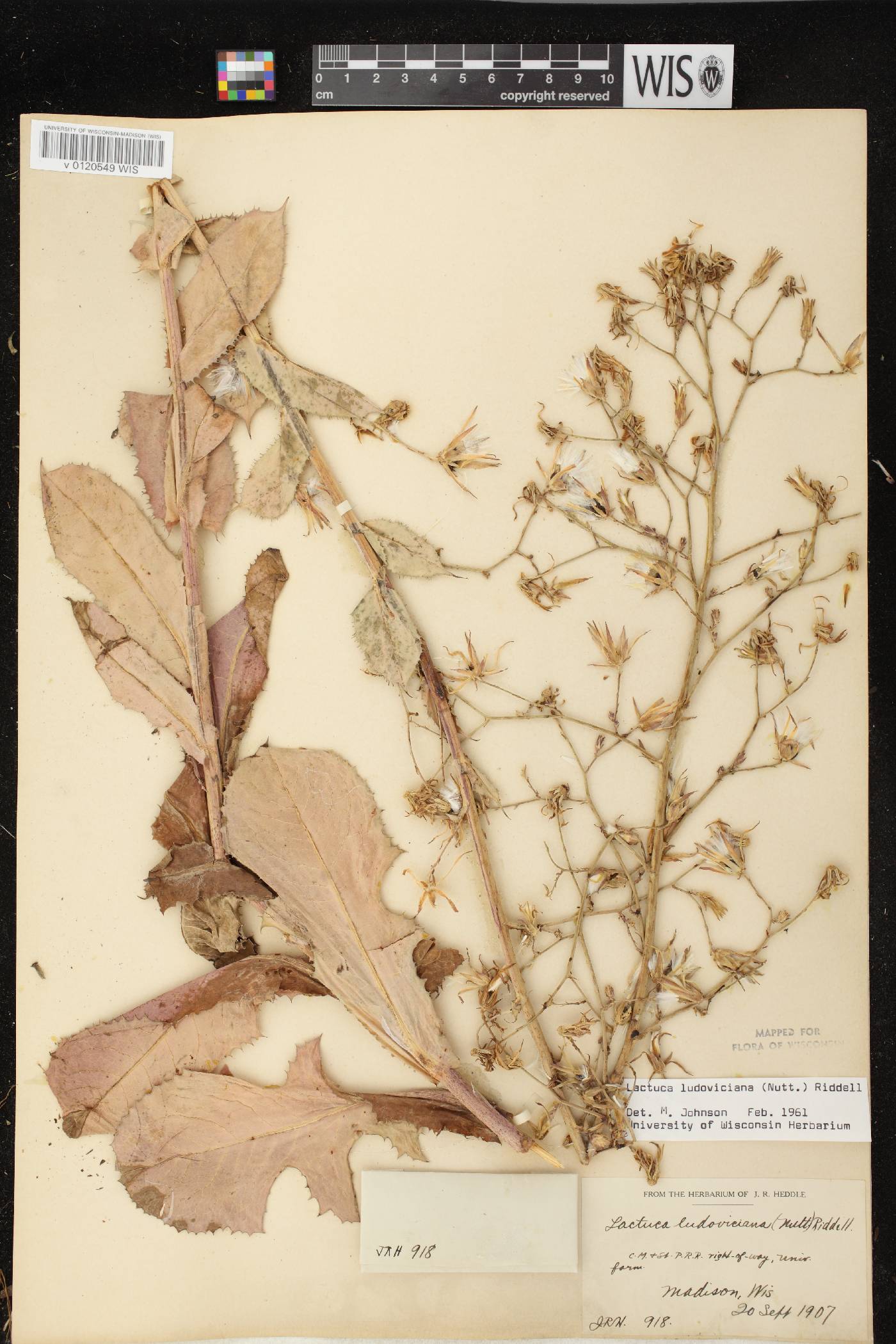 Lactuca ludoviciana image