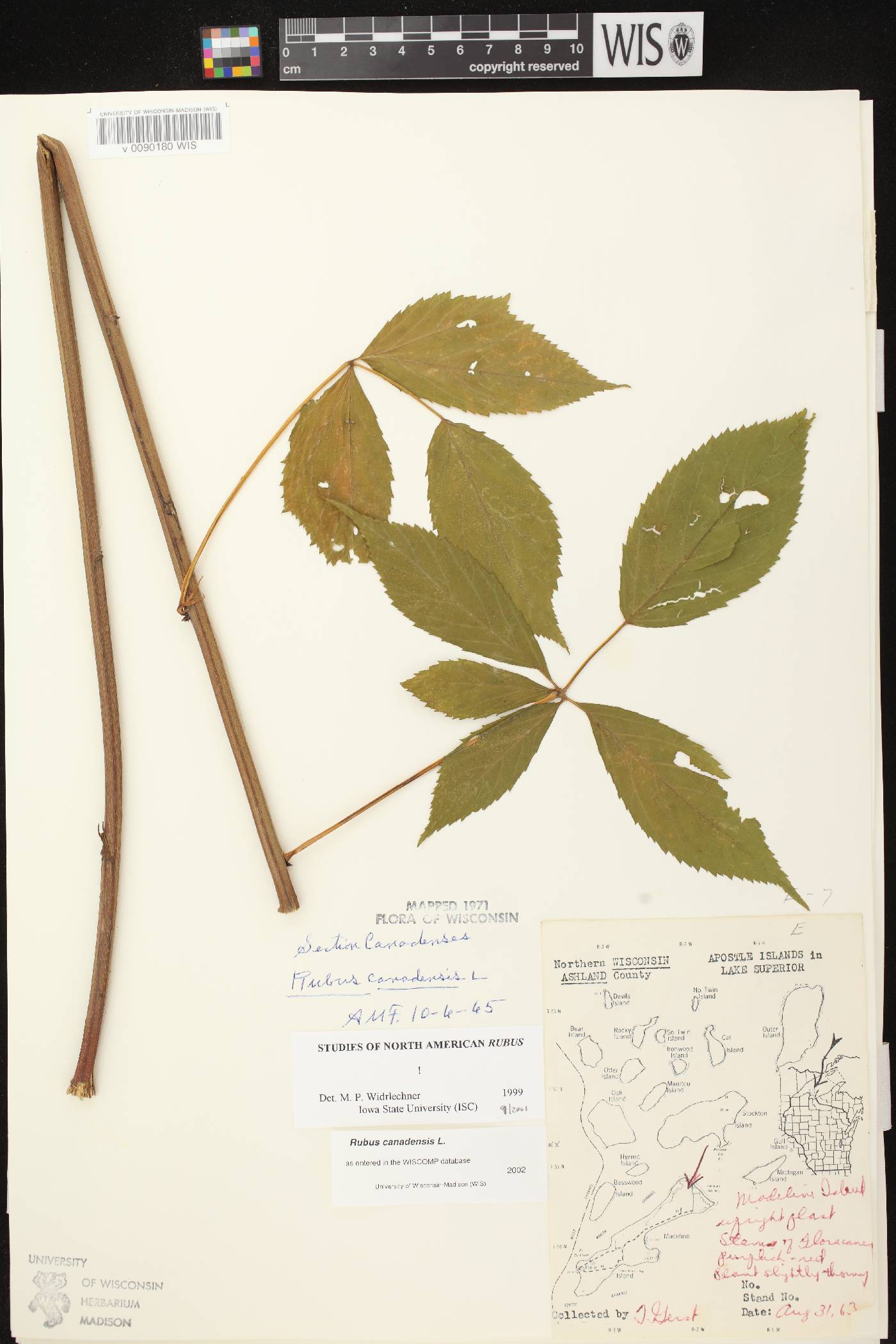 Rubus canadensis image