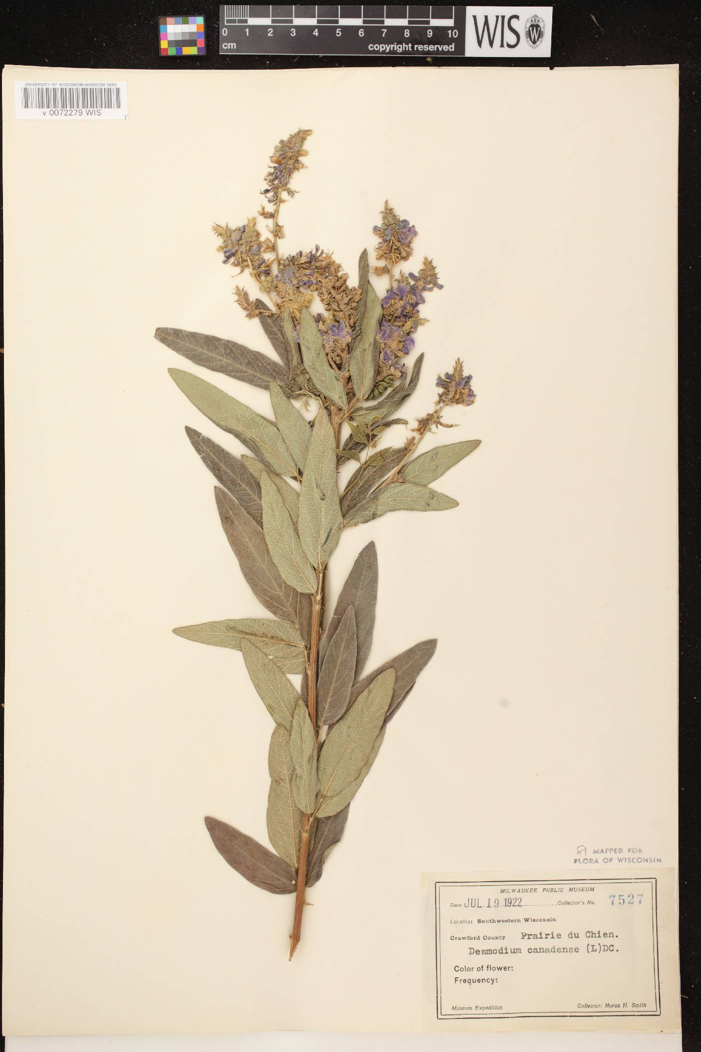 Desmodium canadense image