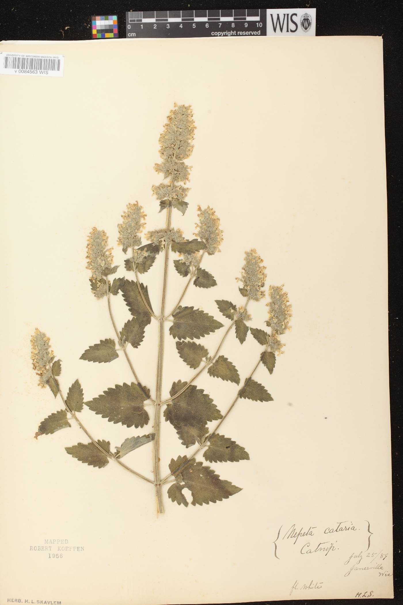 Nepeta cataria image
