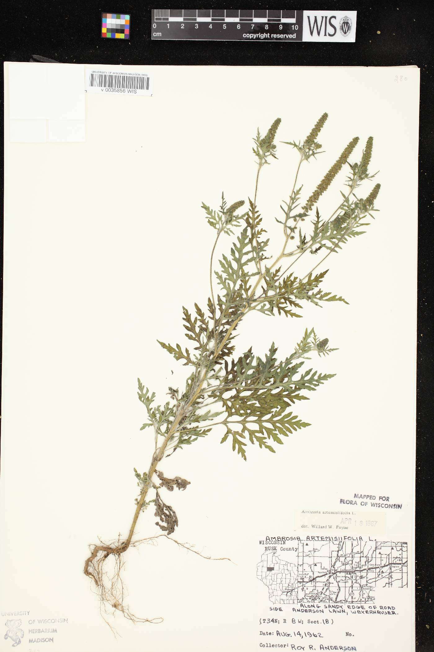 Ambrosia artemisiifolia image