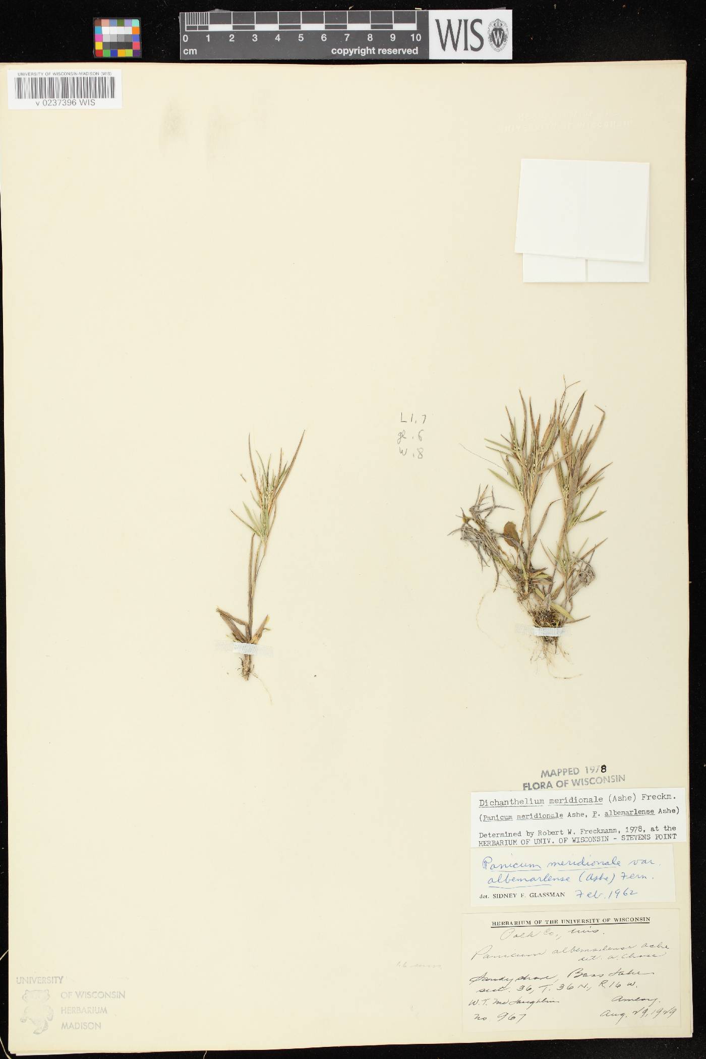 Dichanthelium meridionale image