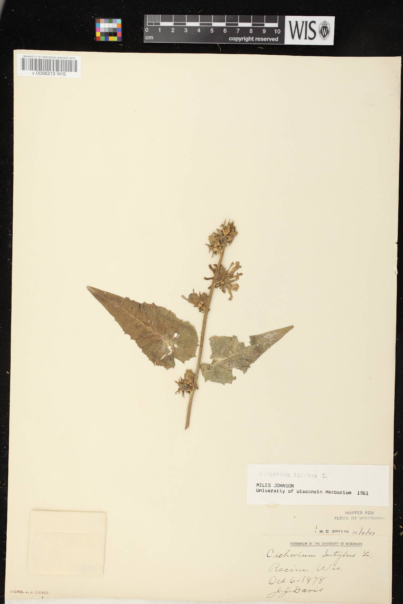 Cichorium intybus image