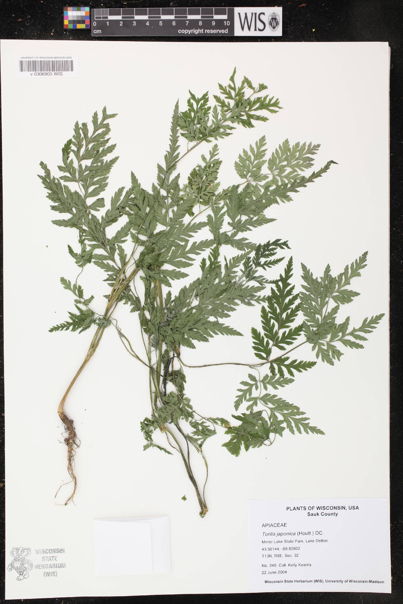 Torilis japonica image