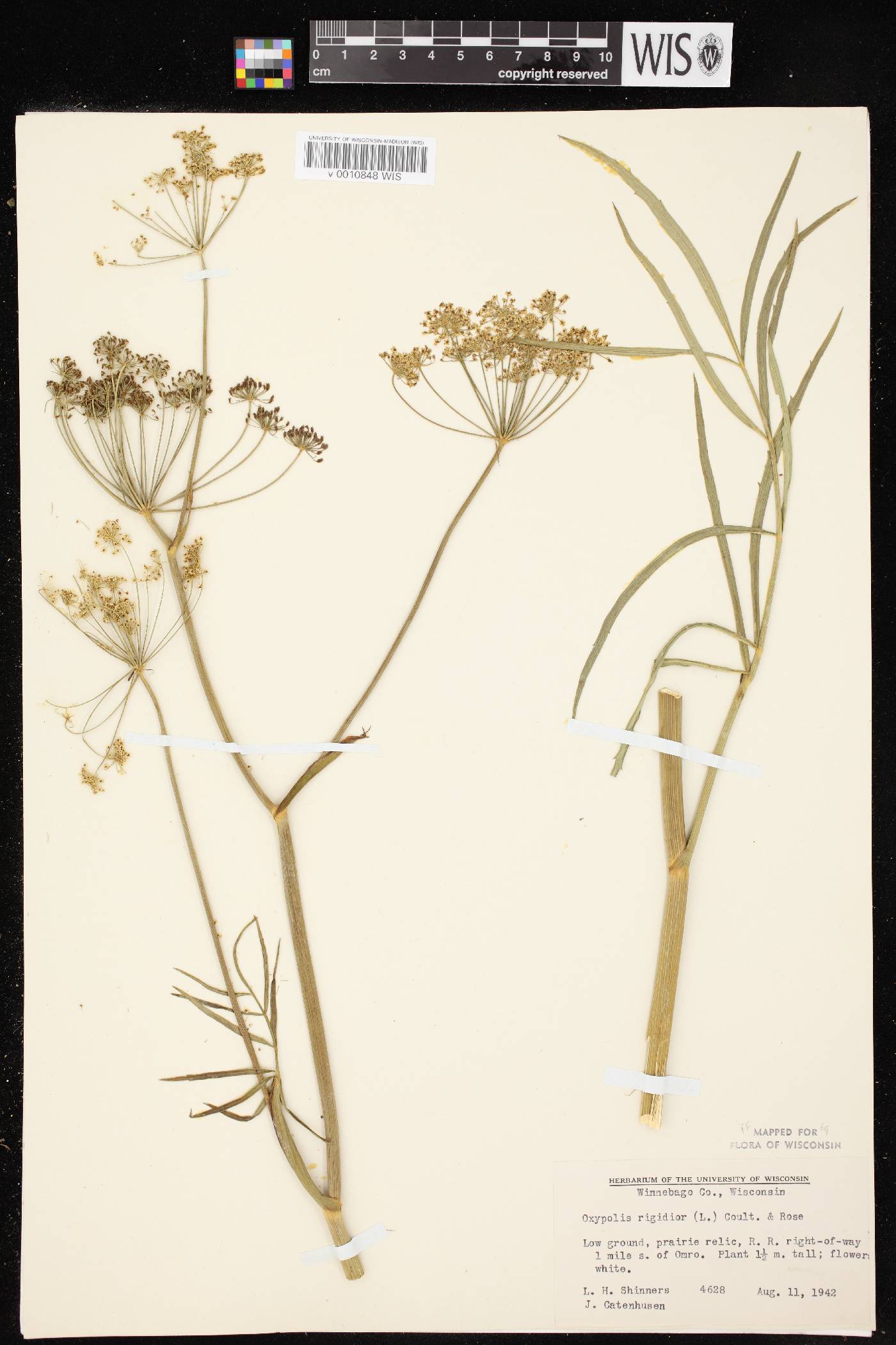 Oxypolis rigidior image