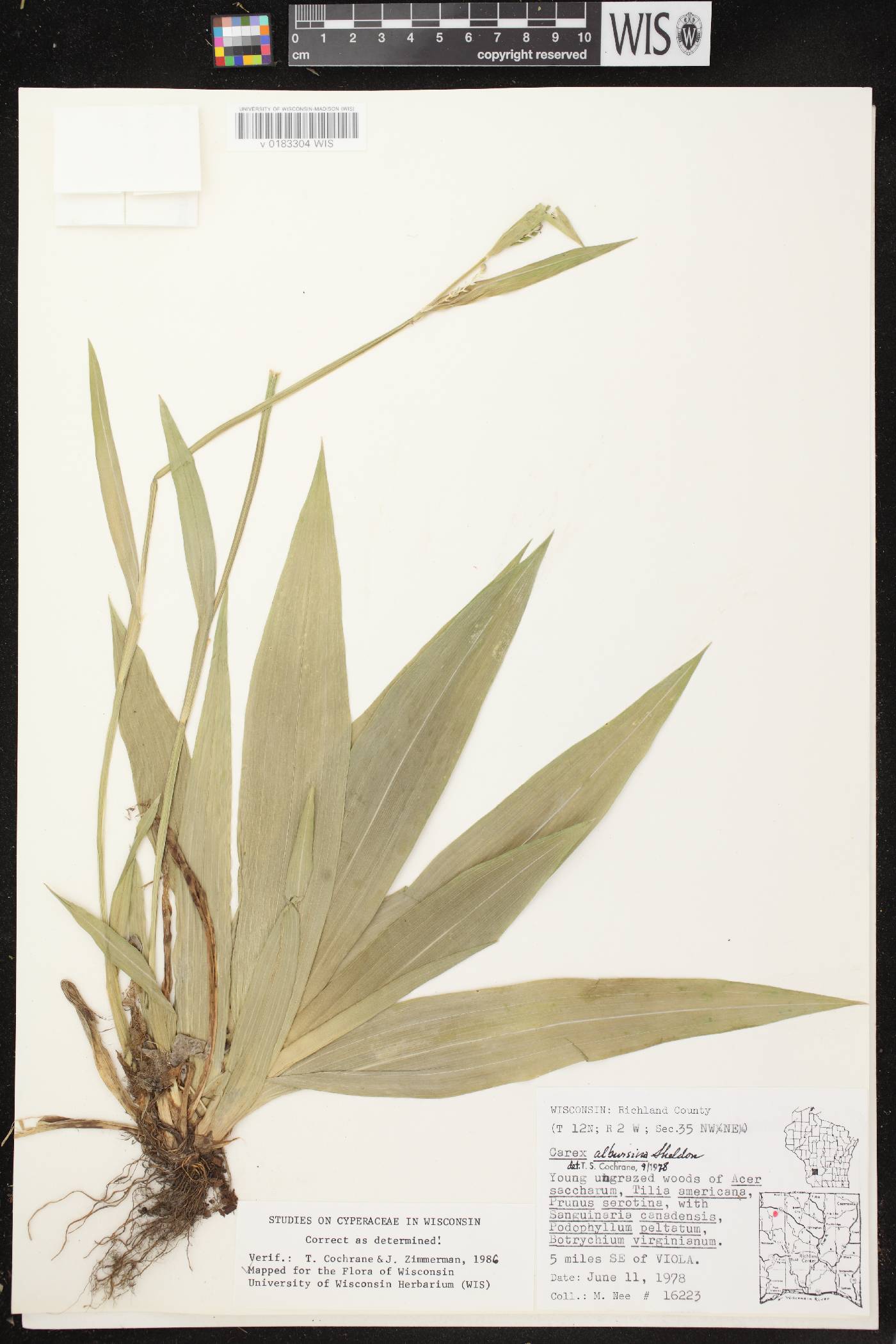 Carex albursina image