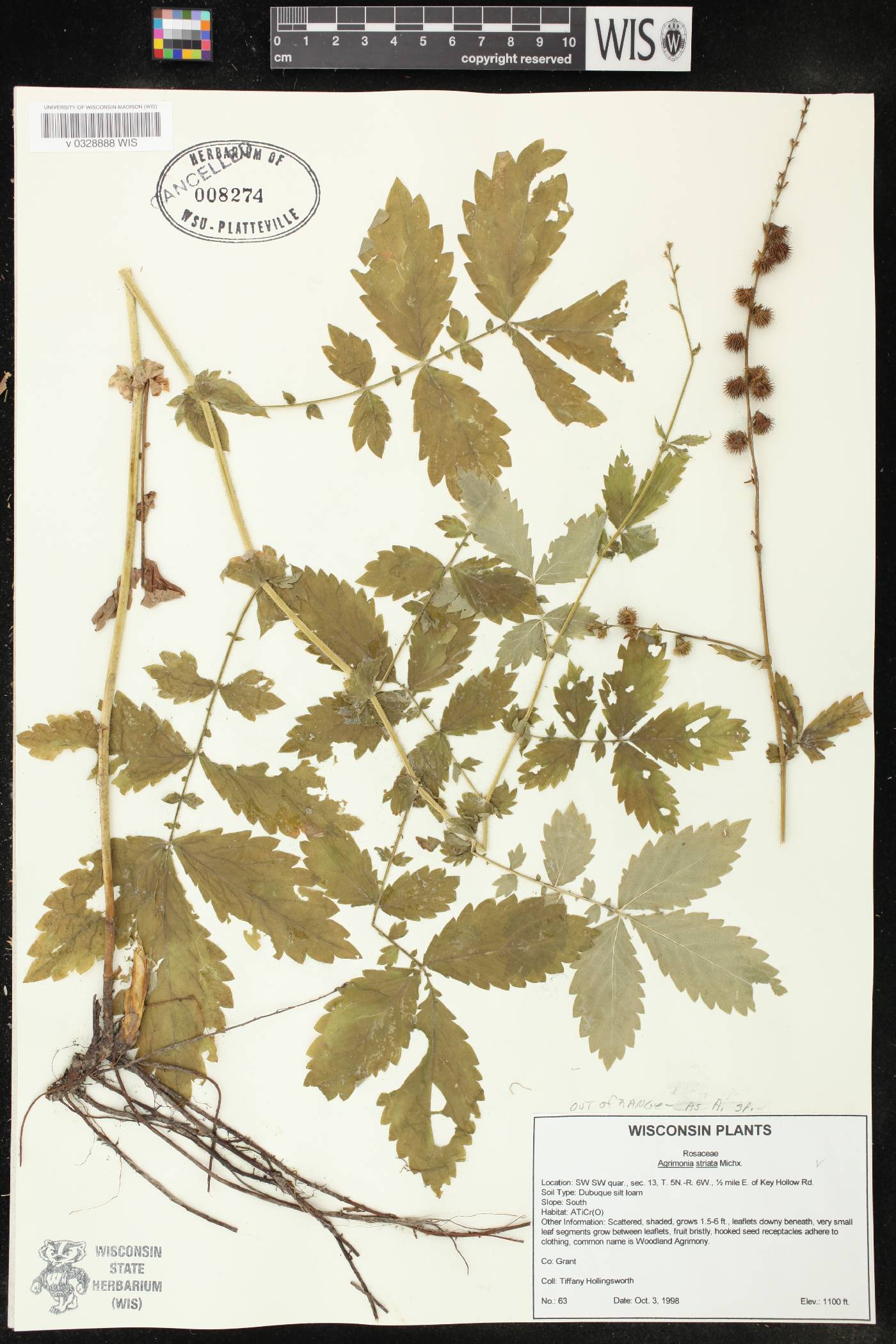Agrimonia gryposepala image