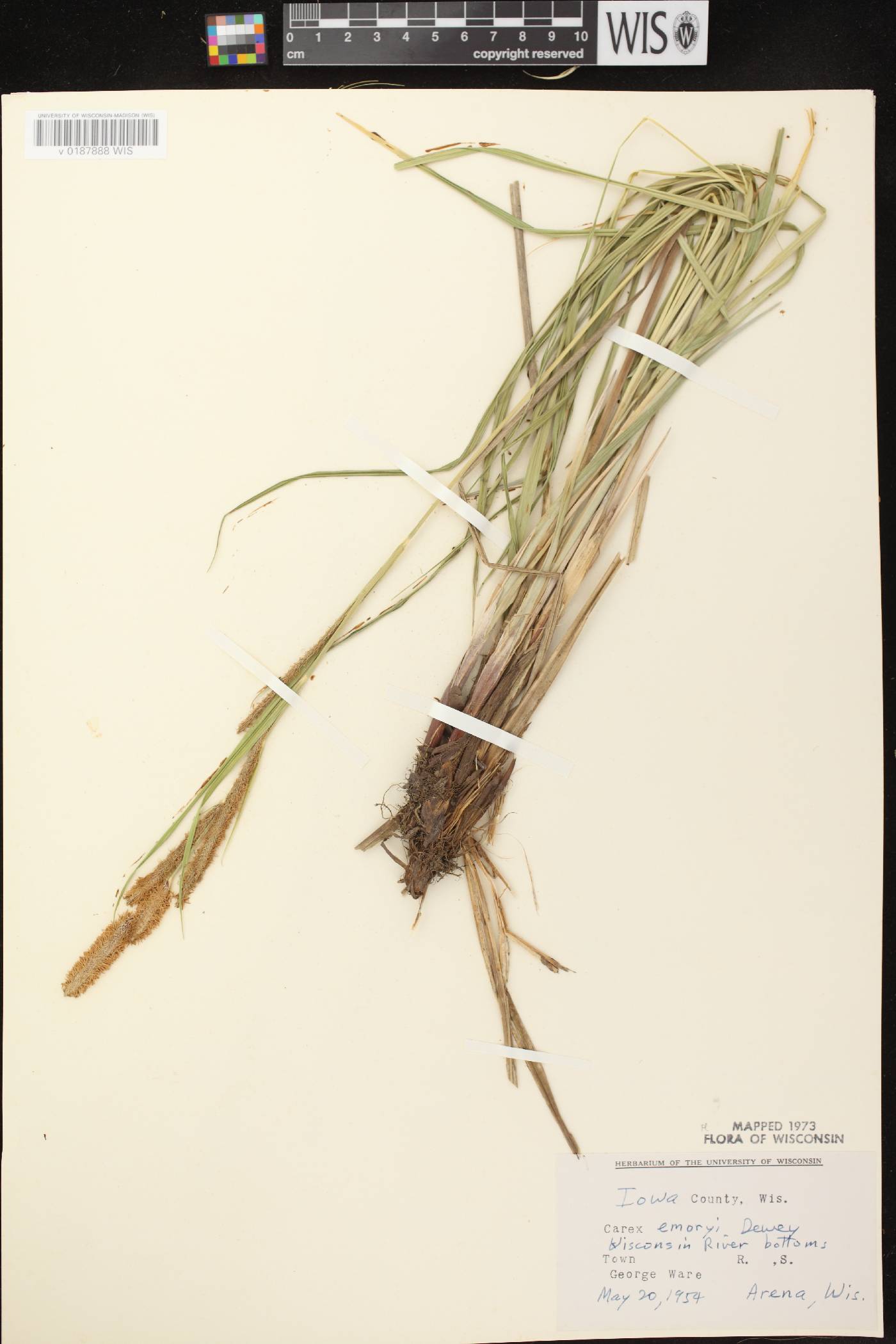 Carex emoryi image
