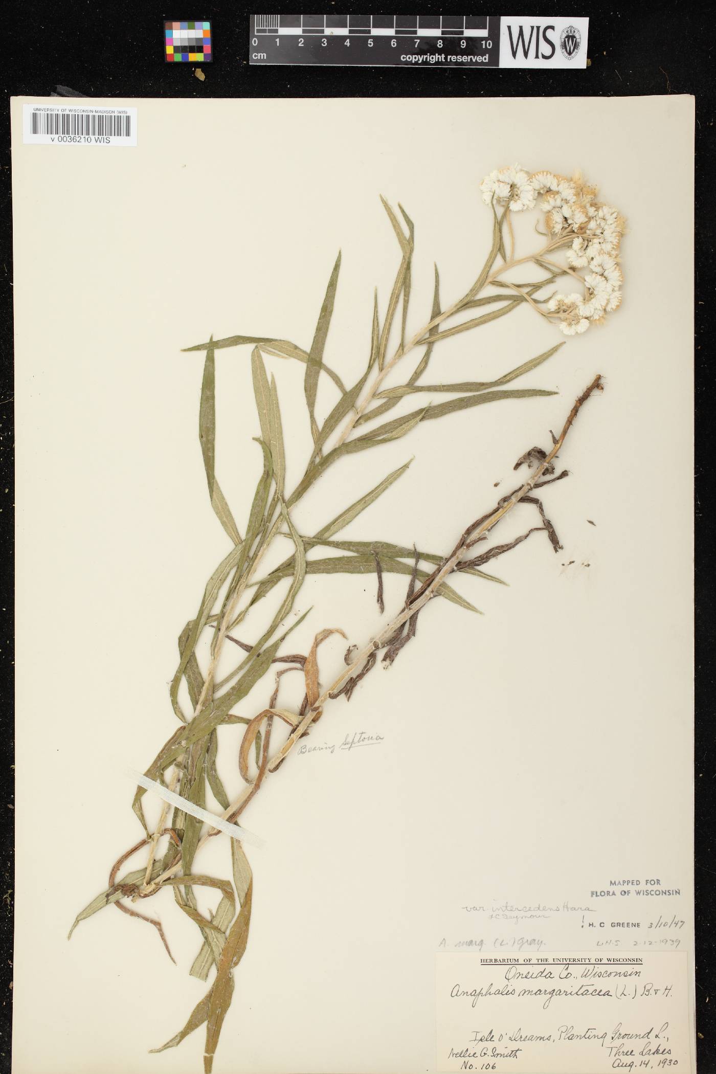 Anaphalis margaritacea image