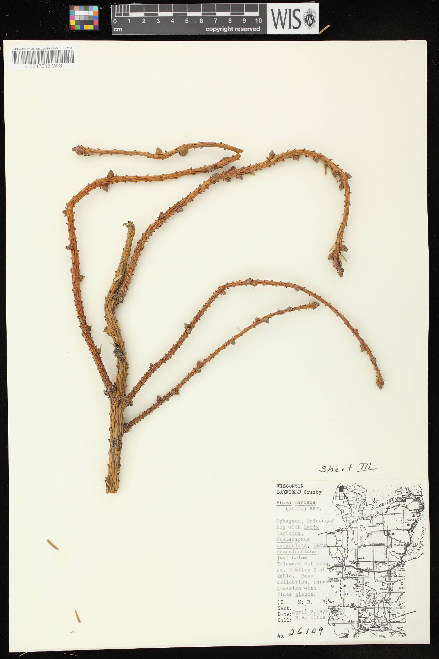 Picea mariana image