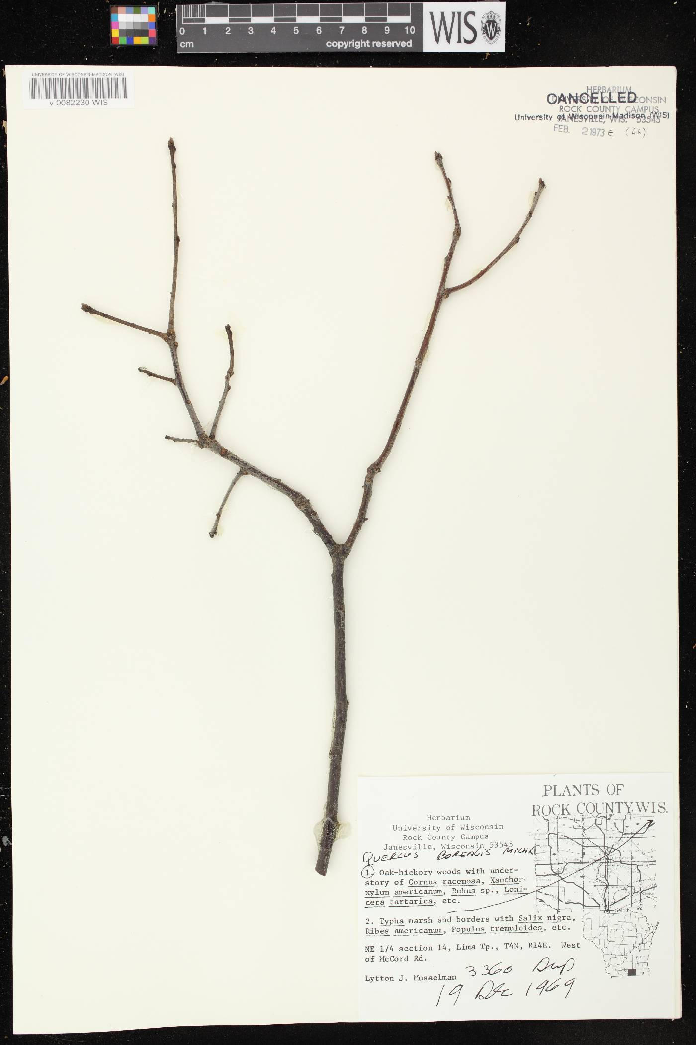 Quercus rubra image