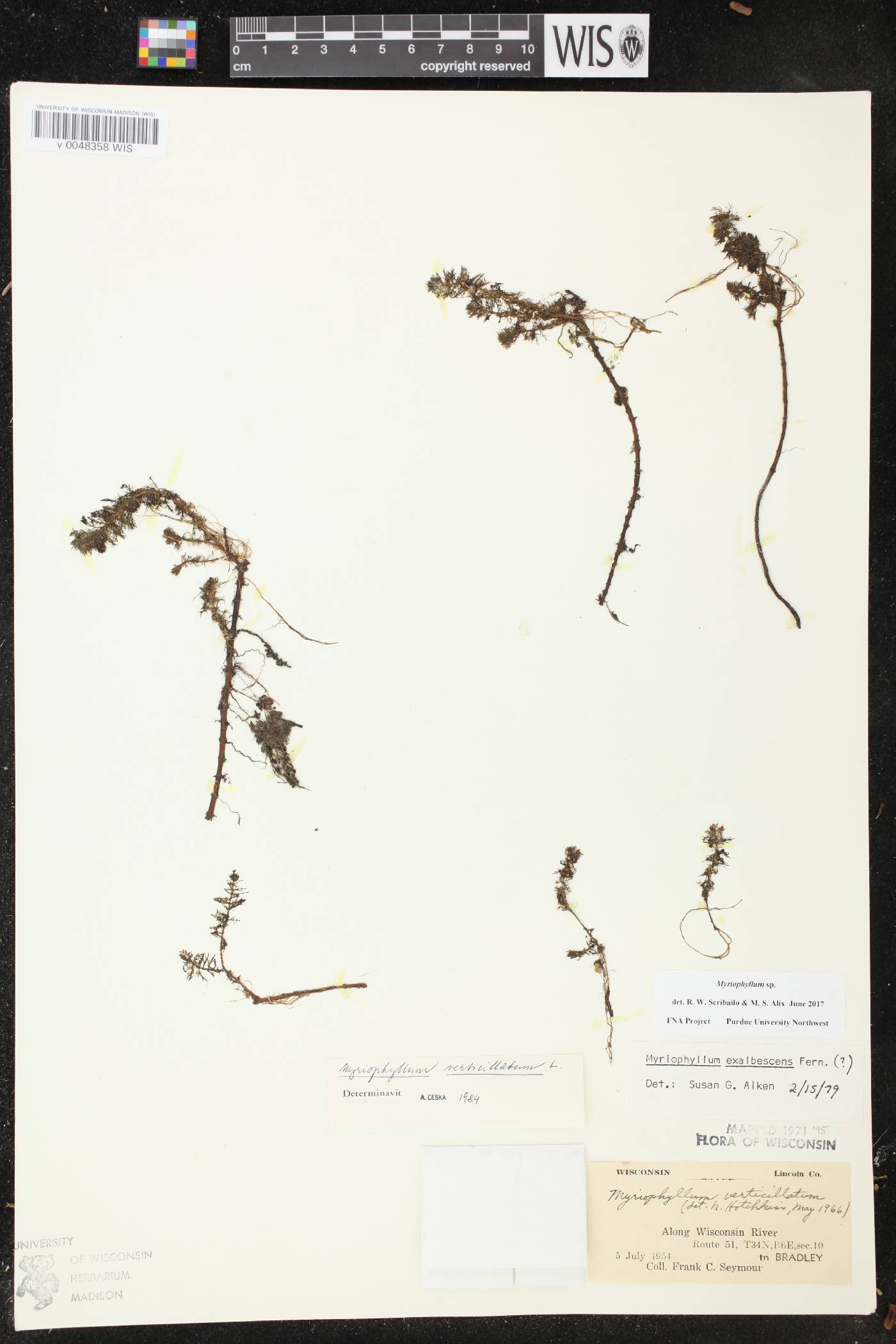 Myriophyllum verticillatum image