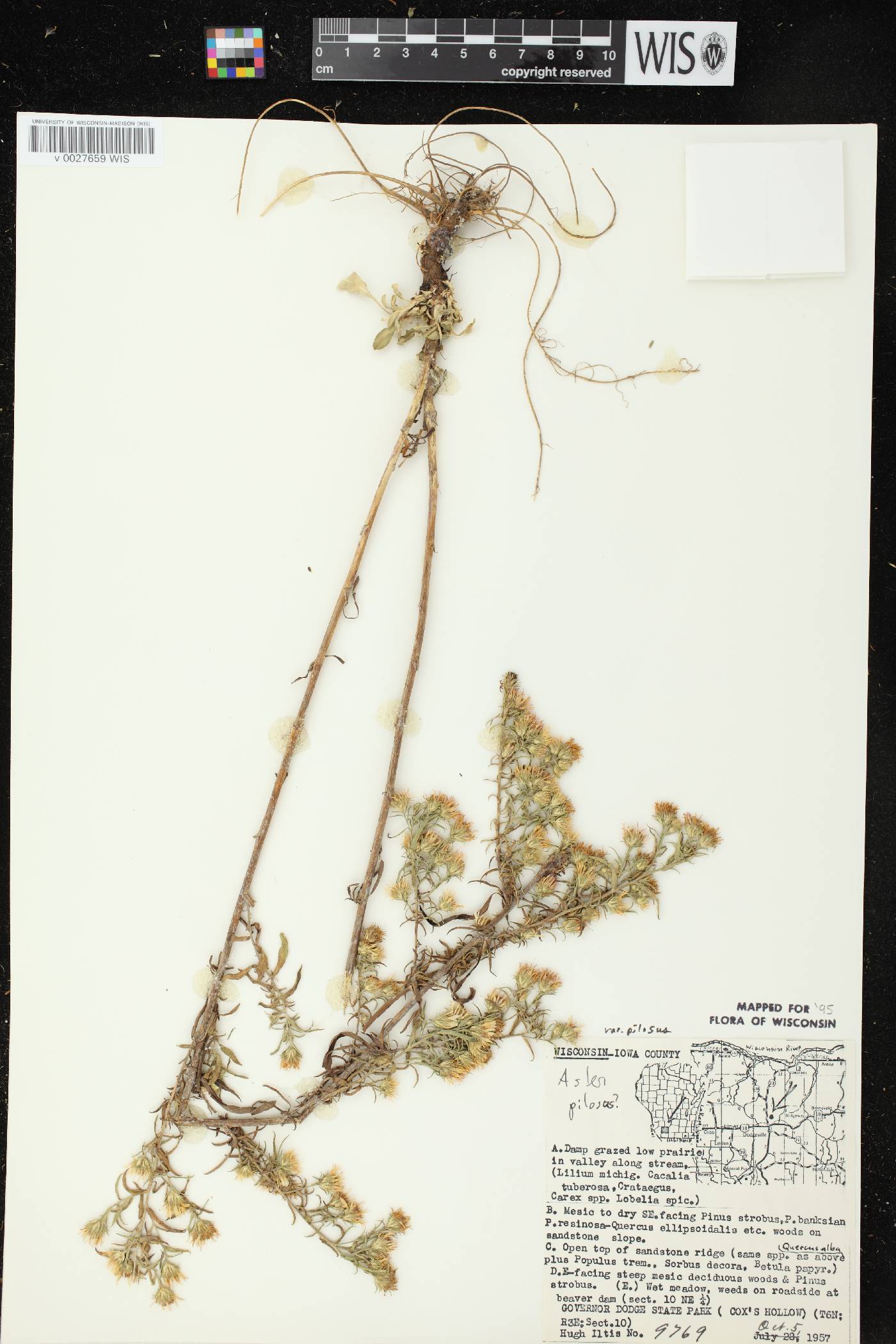 Symphyotrichum pilosum image