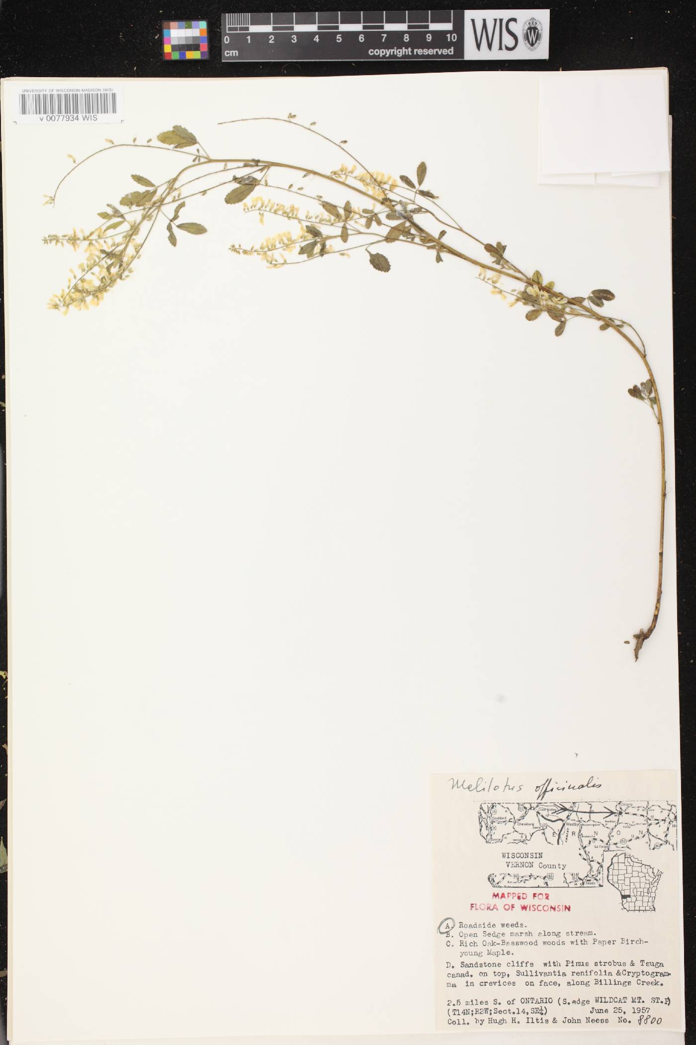 Melilotus officinalis image