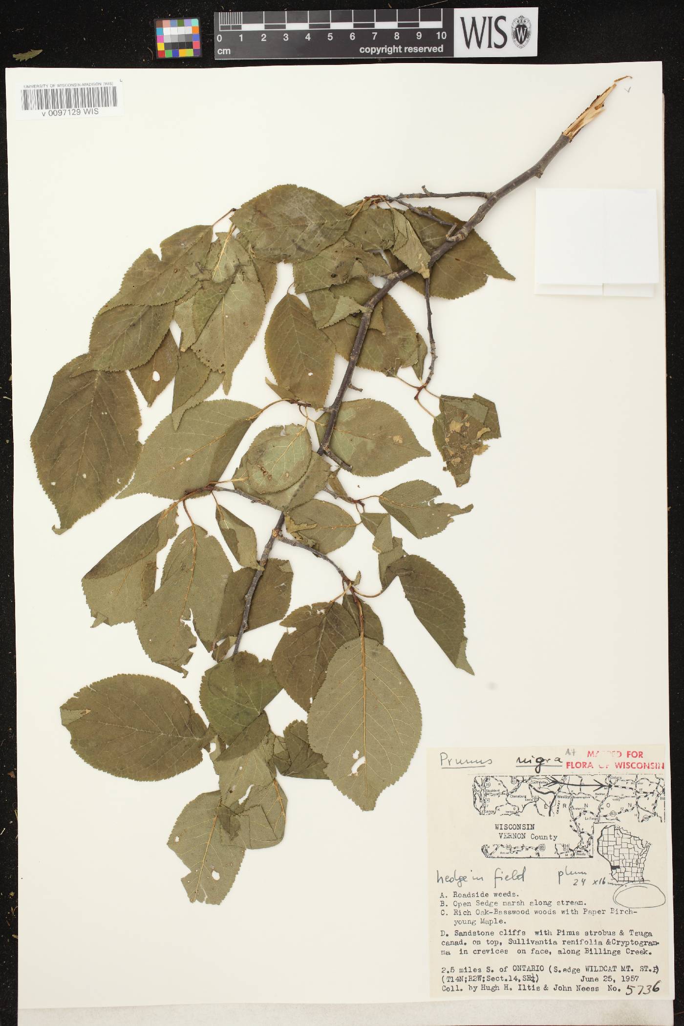 Prunus nigra image