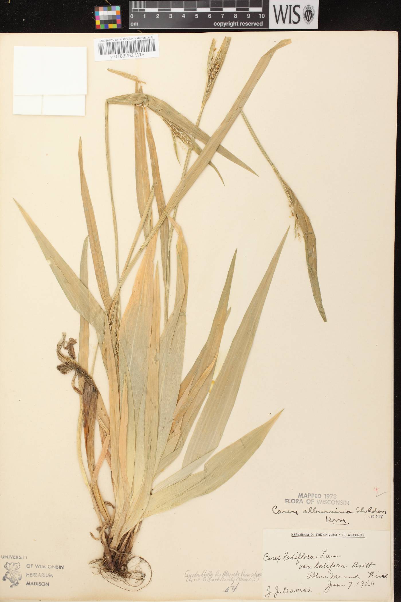 Carex albursina image