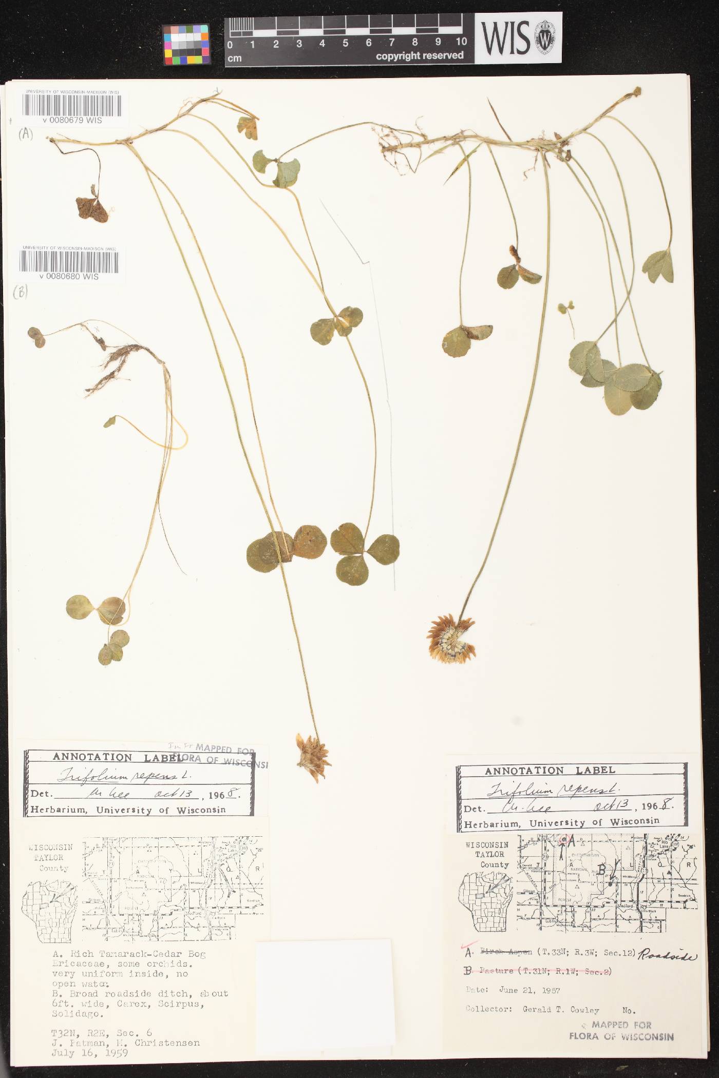 Trifolium repens image