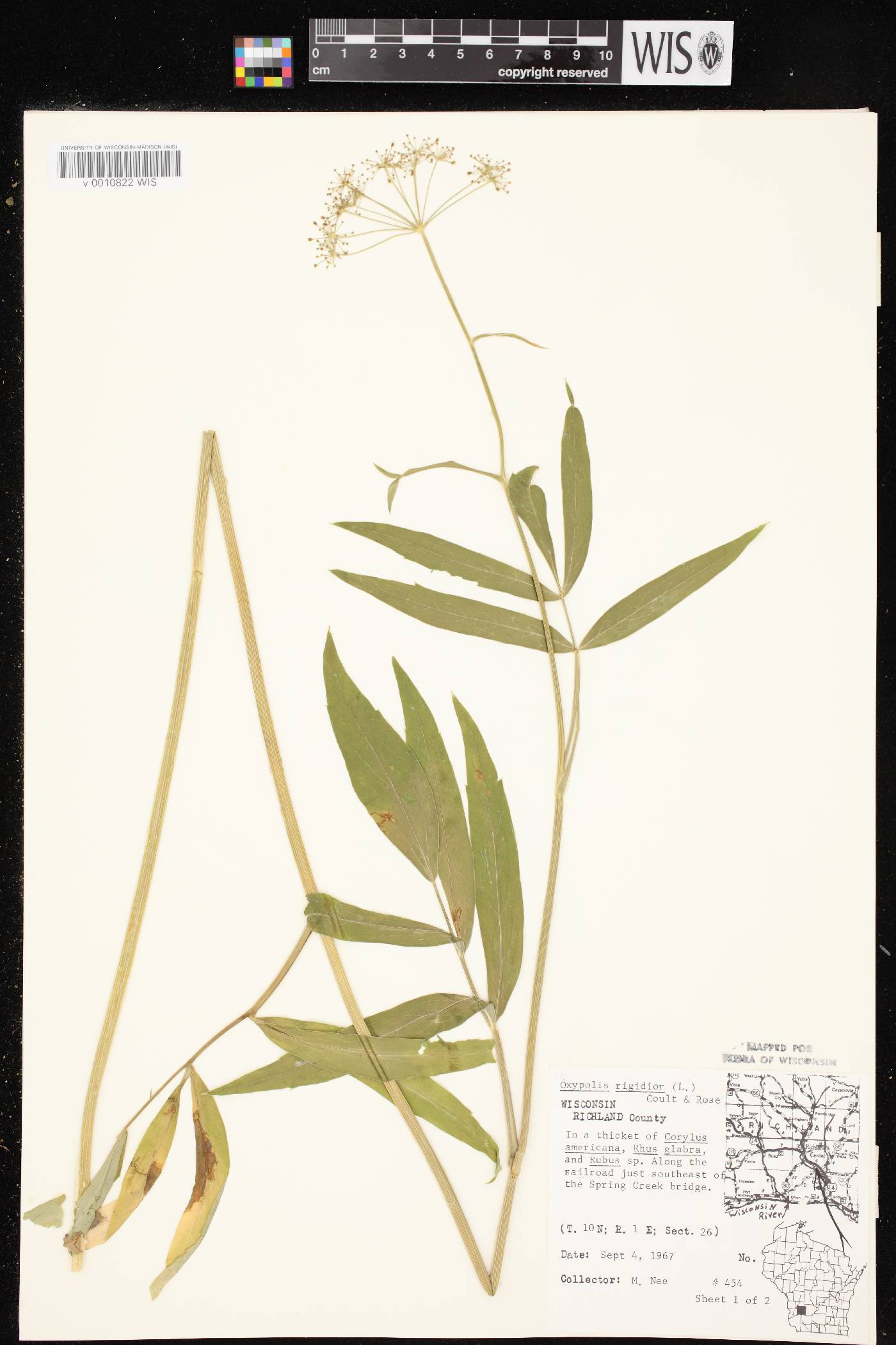 Oxypolis rigidior image