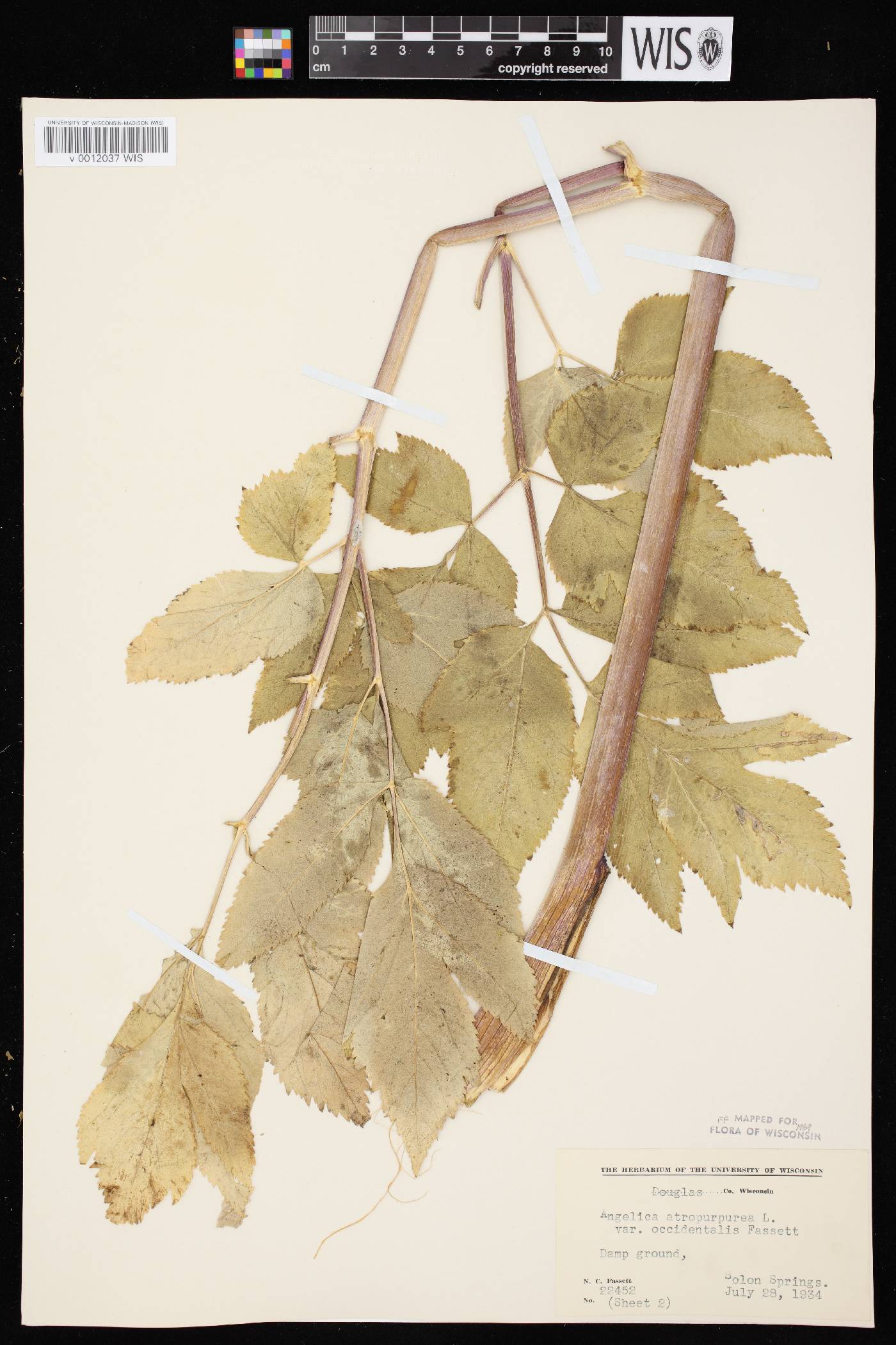 Angelica atropurpurea var. occidentalis image