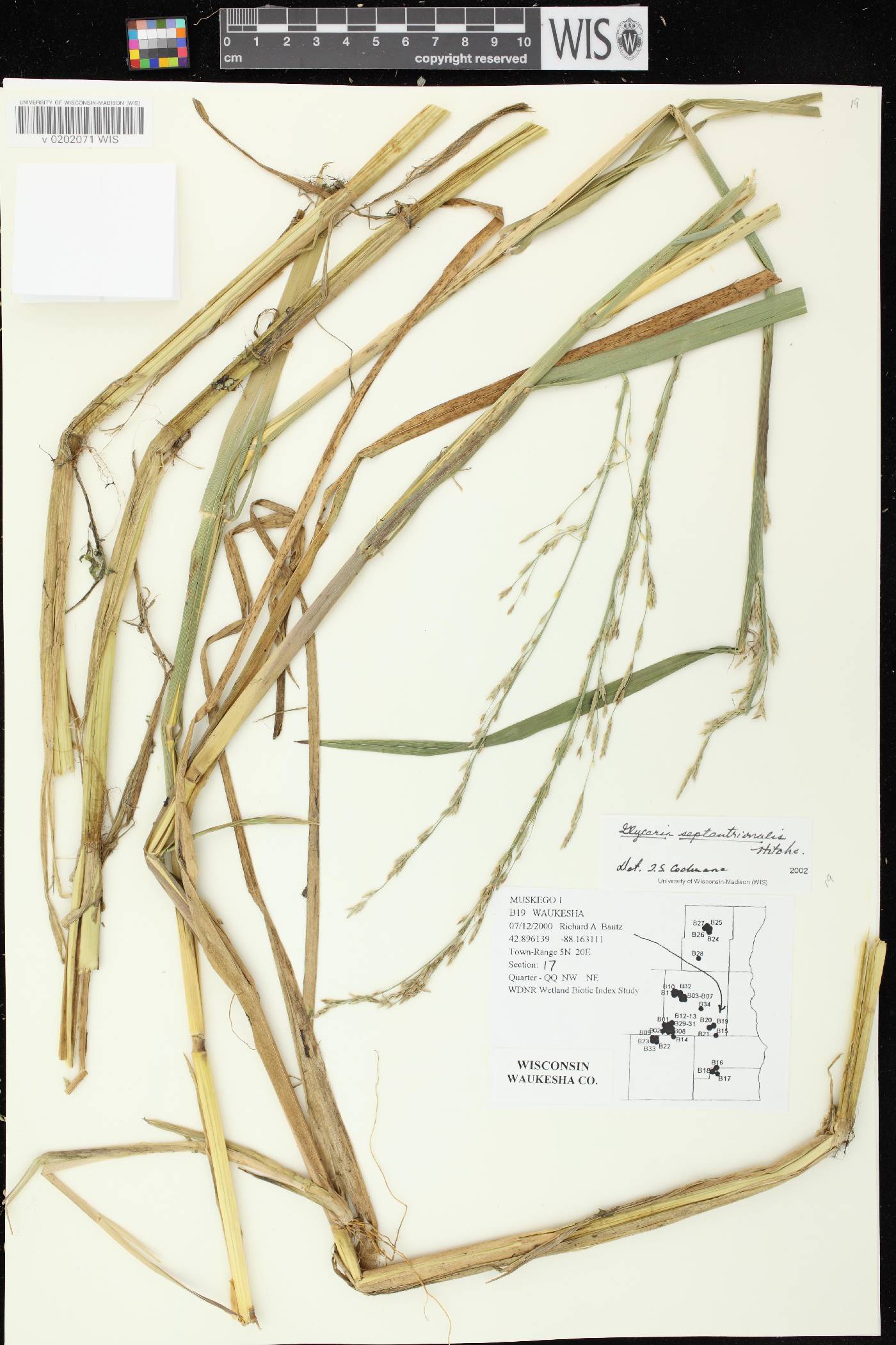 Glyceria septentrionalis image