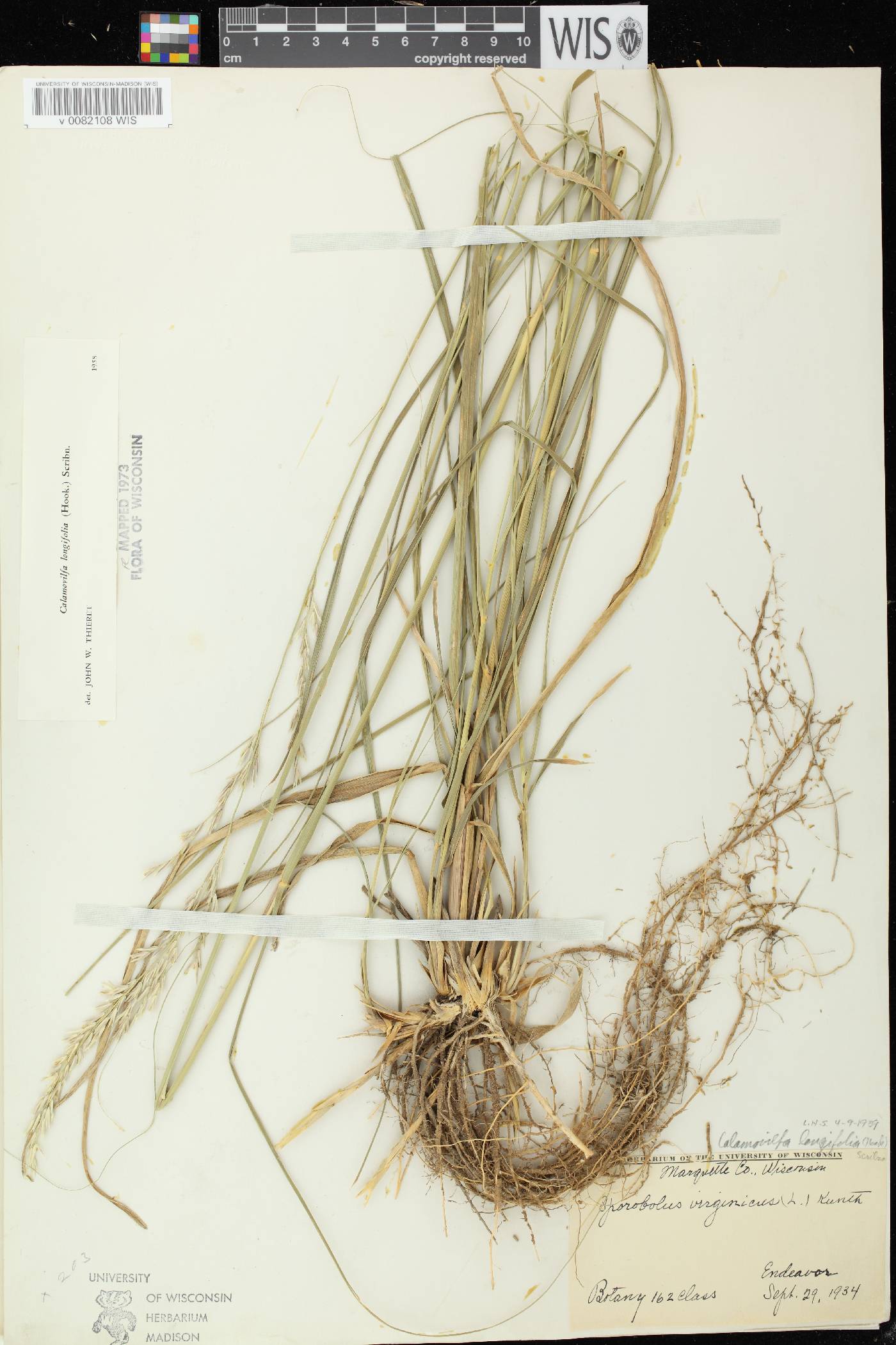 Calamovilfa longifolia image