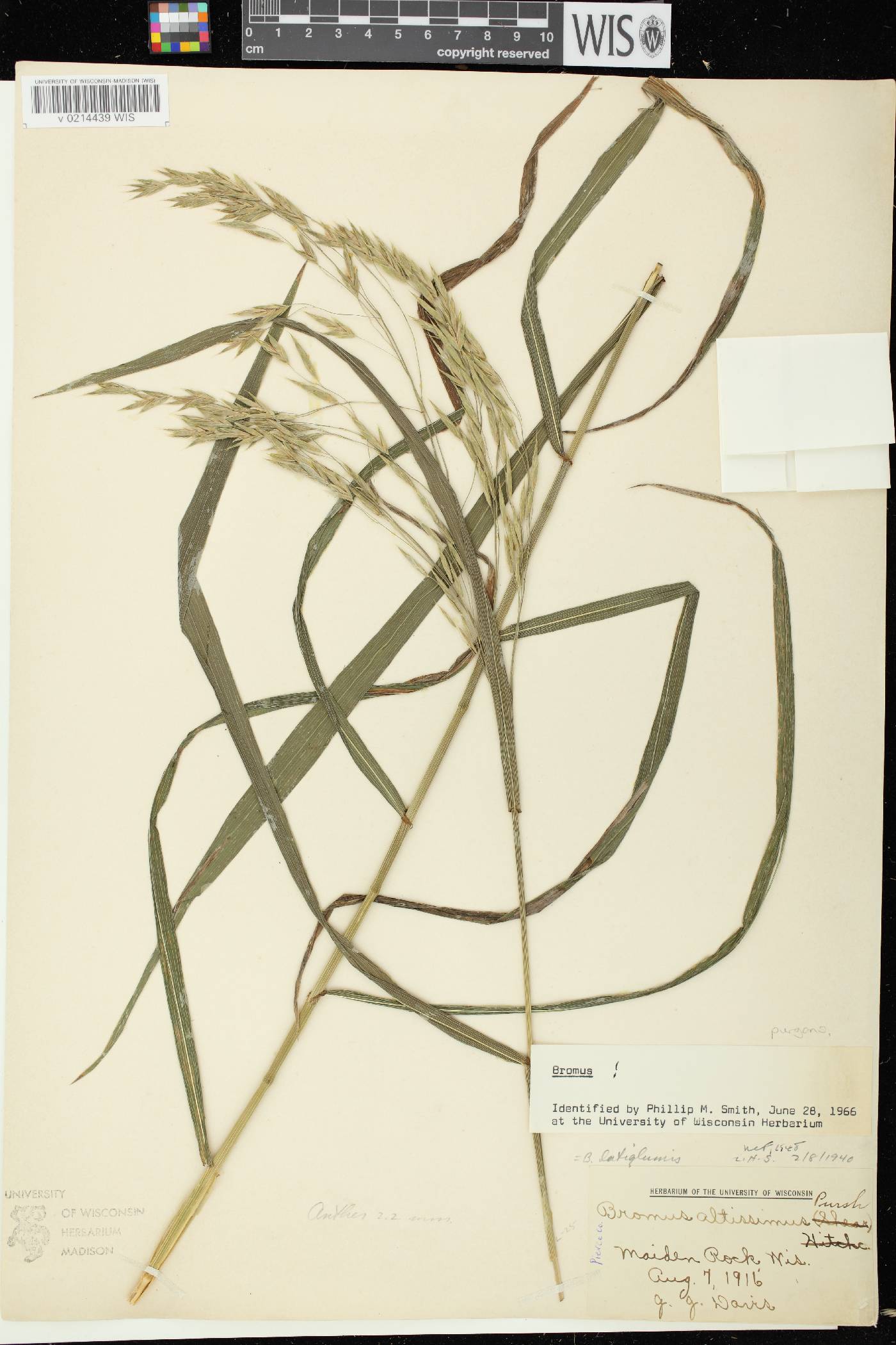 Bromus latiglumis image