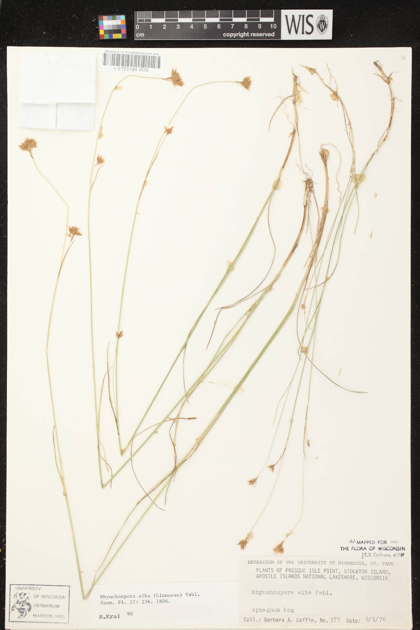 Rhynchospora alba image