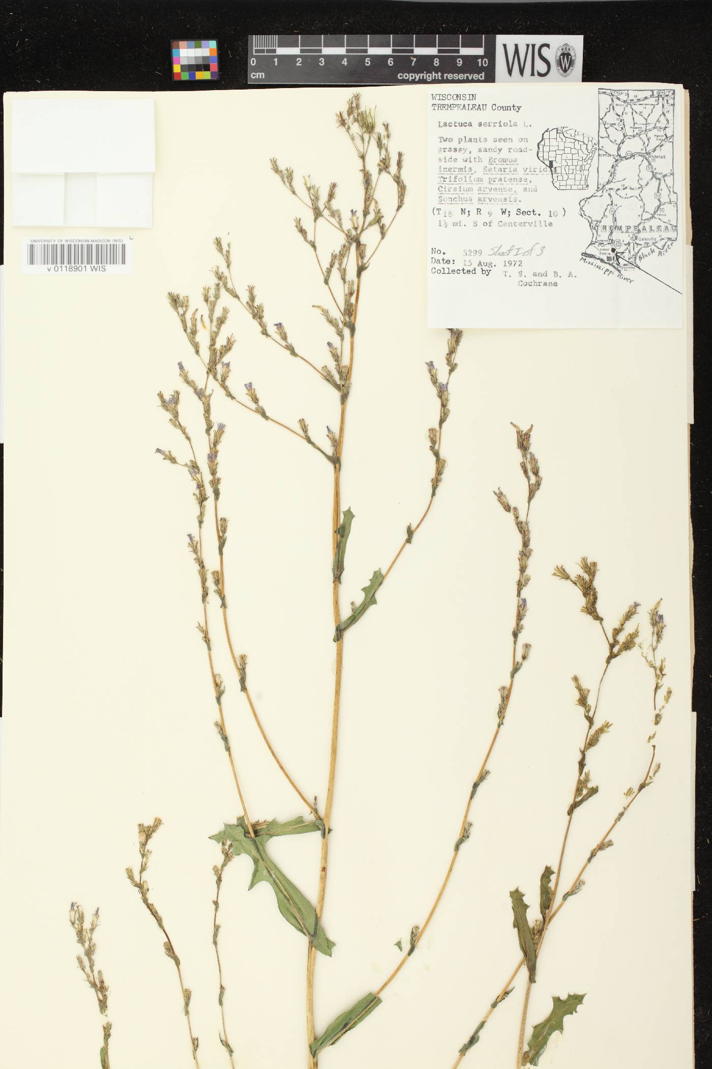 Lactuca serriola image