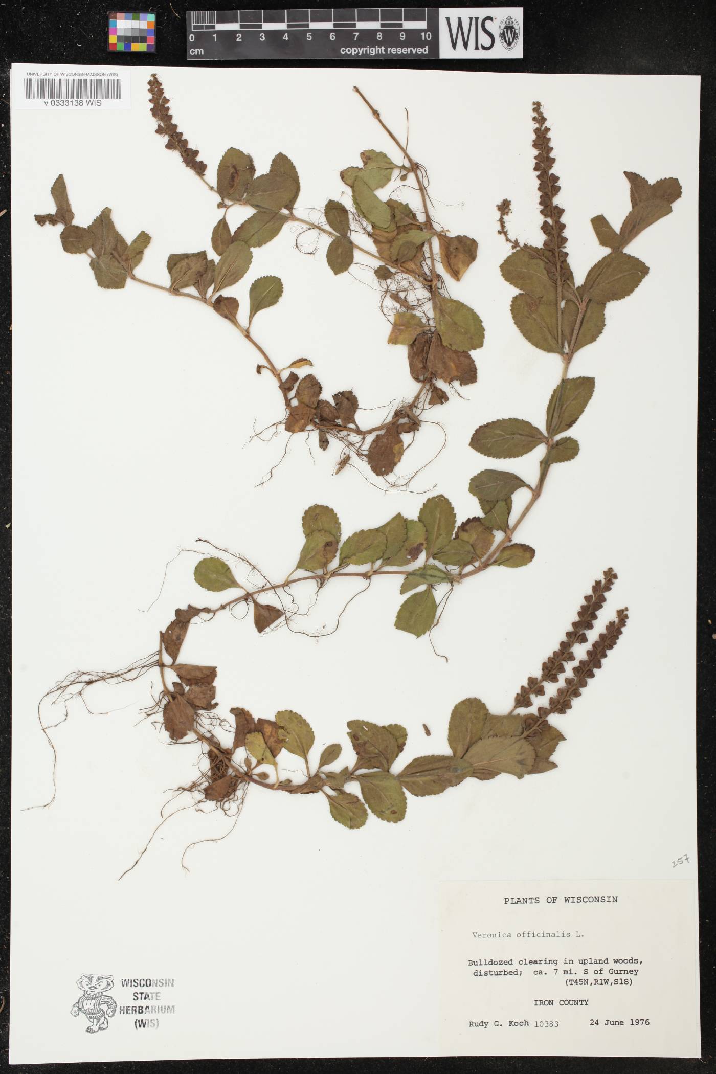 Veronica officinalis image