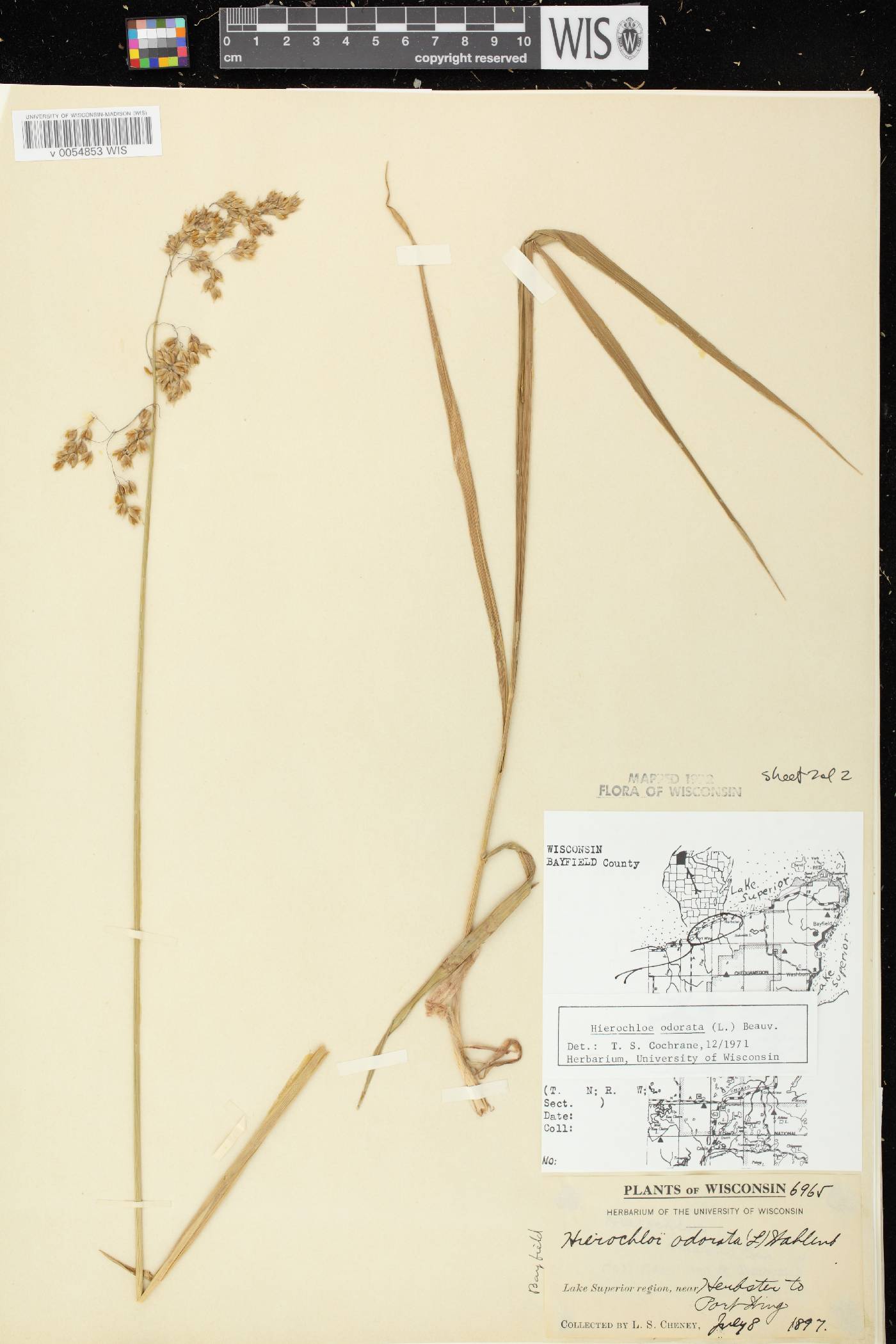 Anthoxanthum hirtum subsp. arcticum image