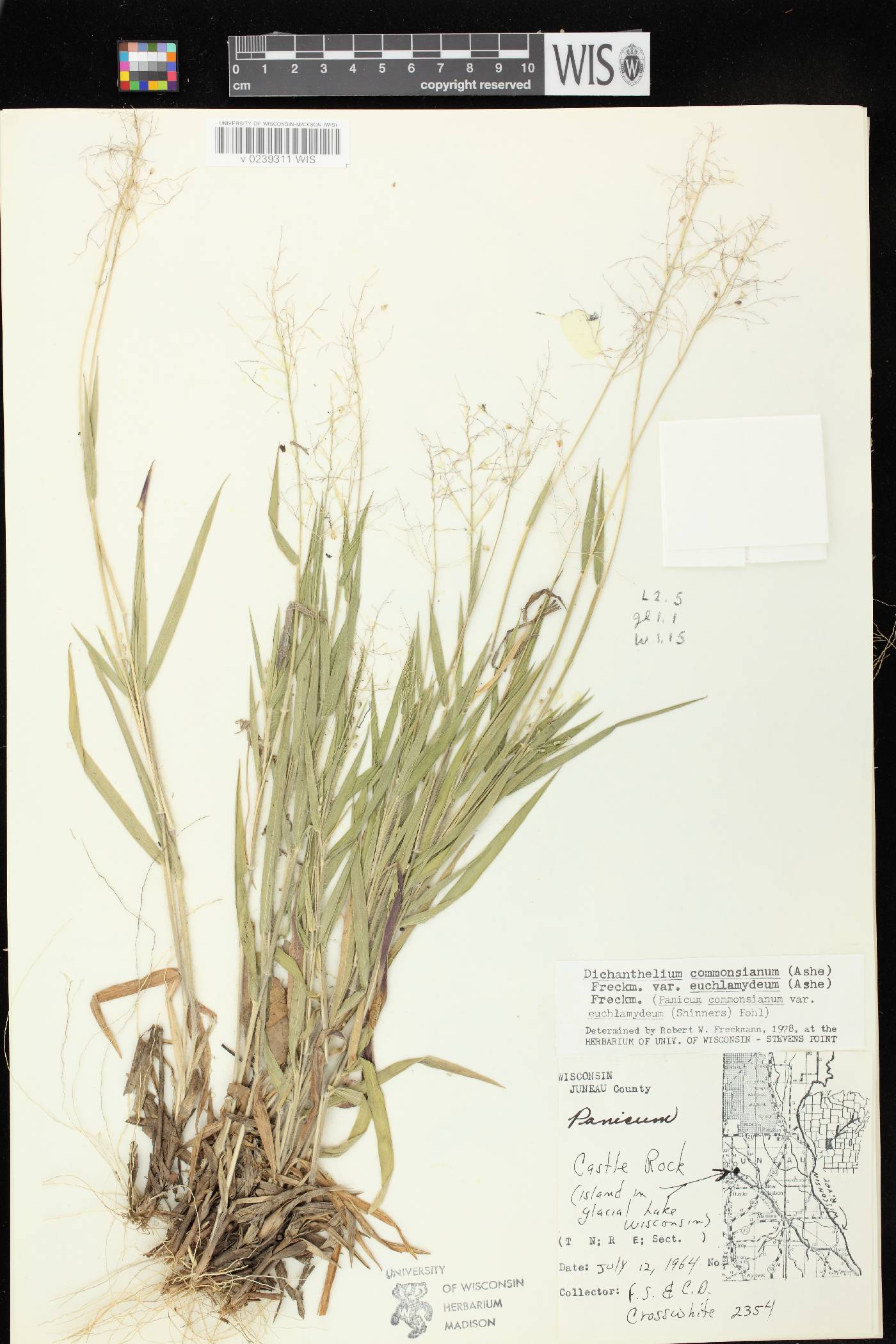 Dichanthelium commonsianum var. euchlamydeum image
