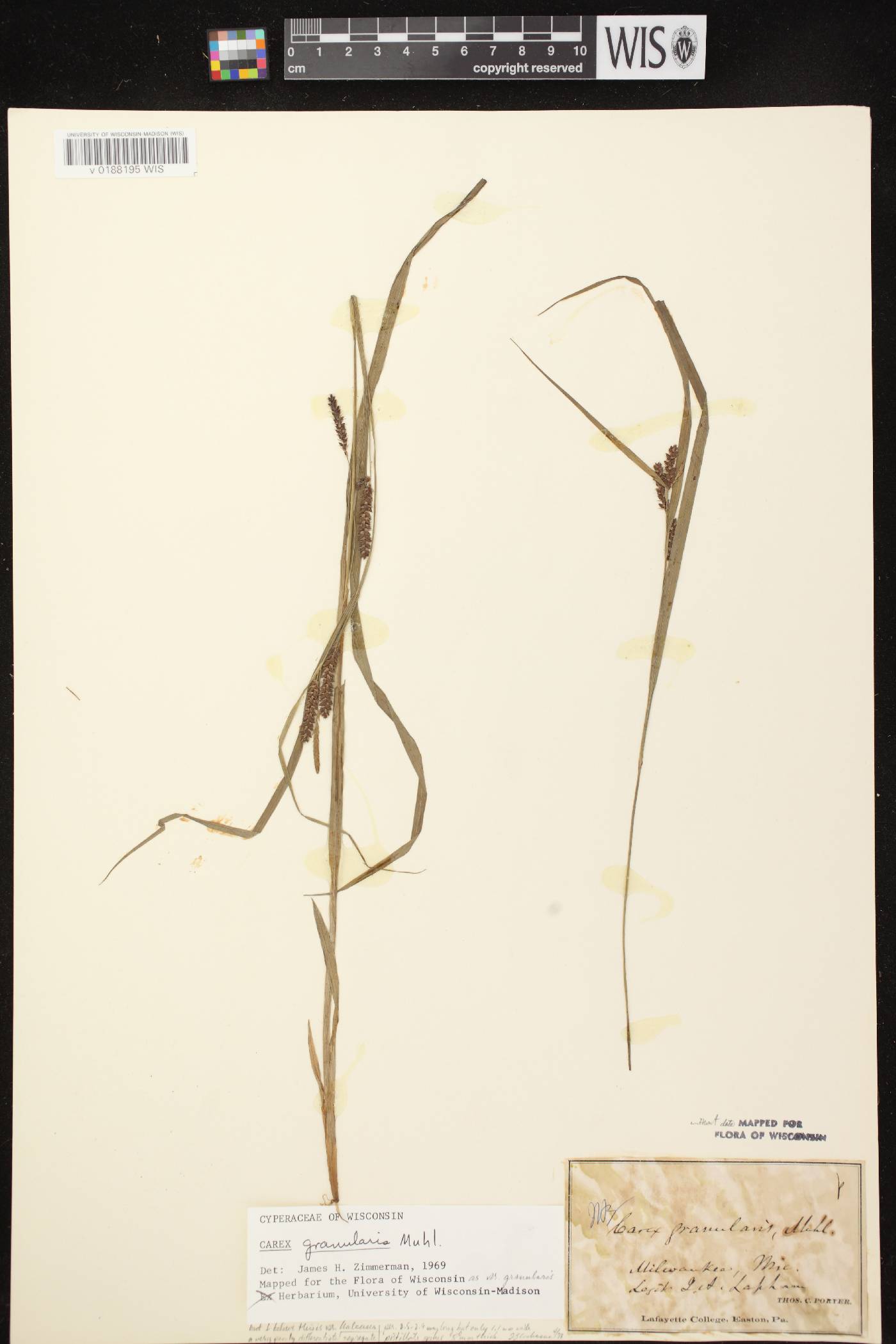 Carex granularis image