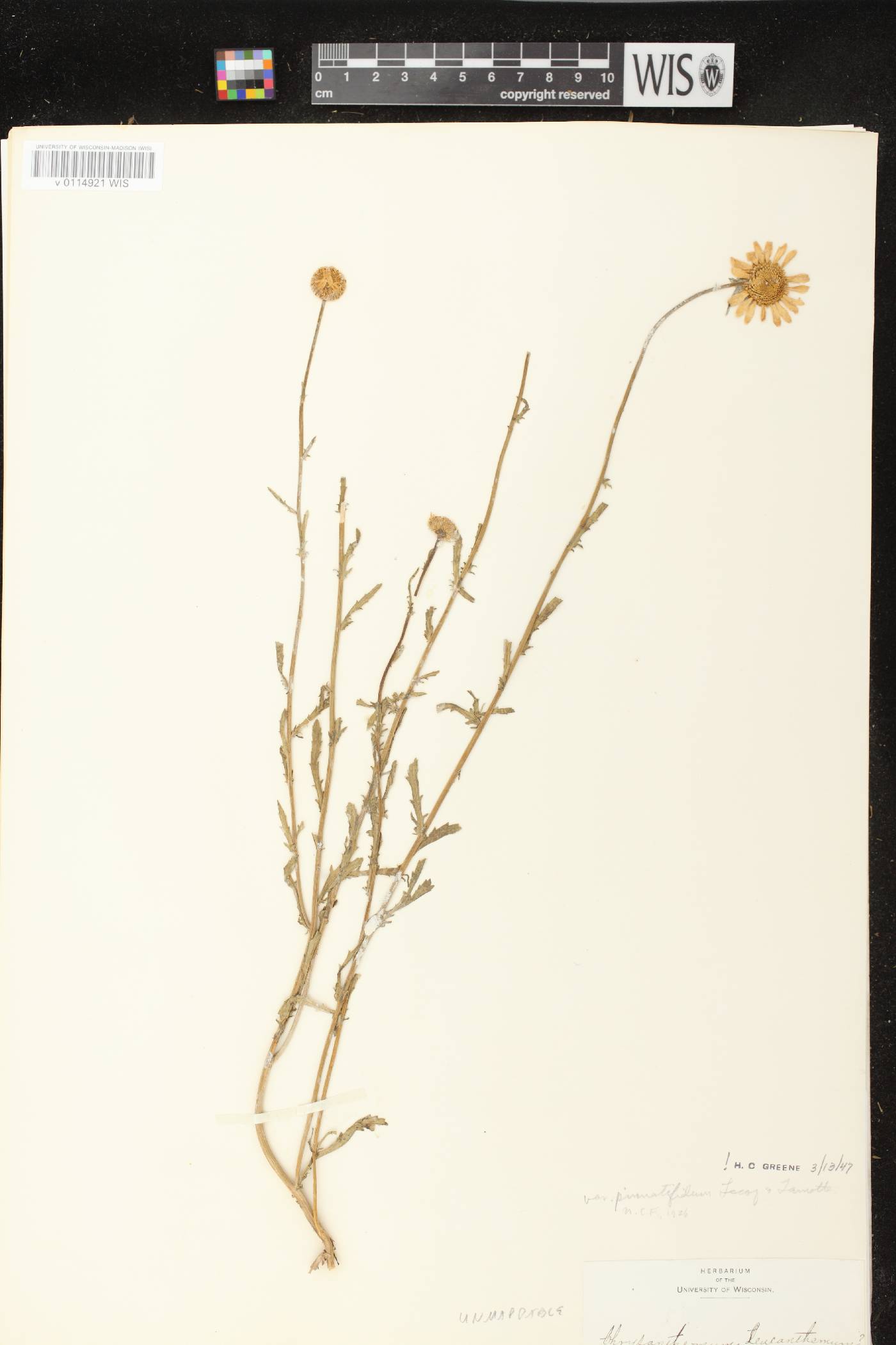 Leucanthemum vulgare image