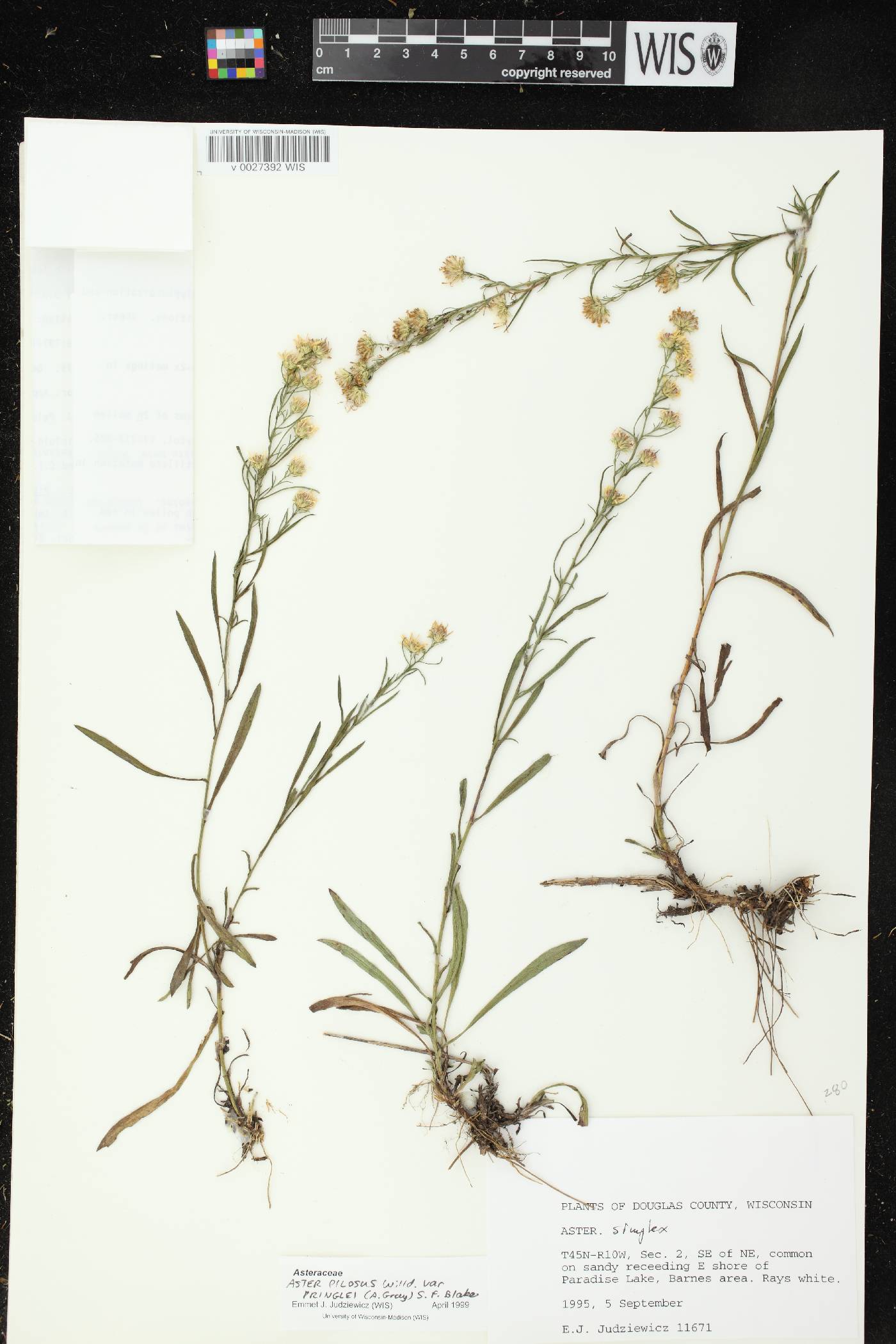 Symphyotrichum pilosum image