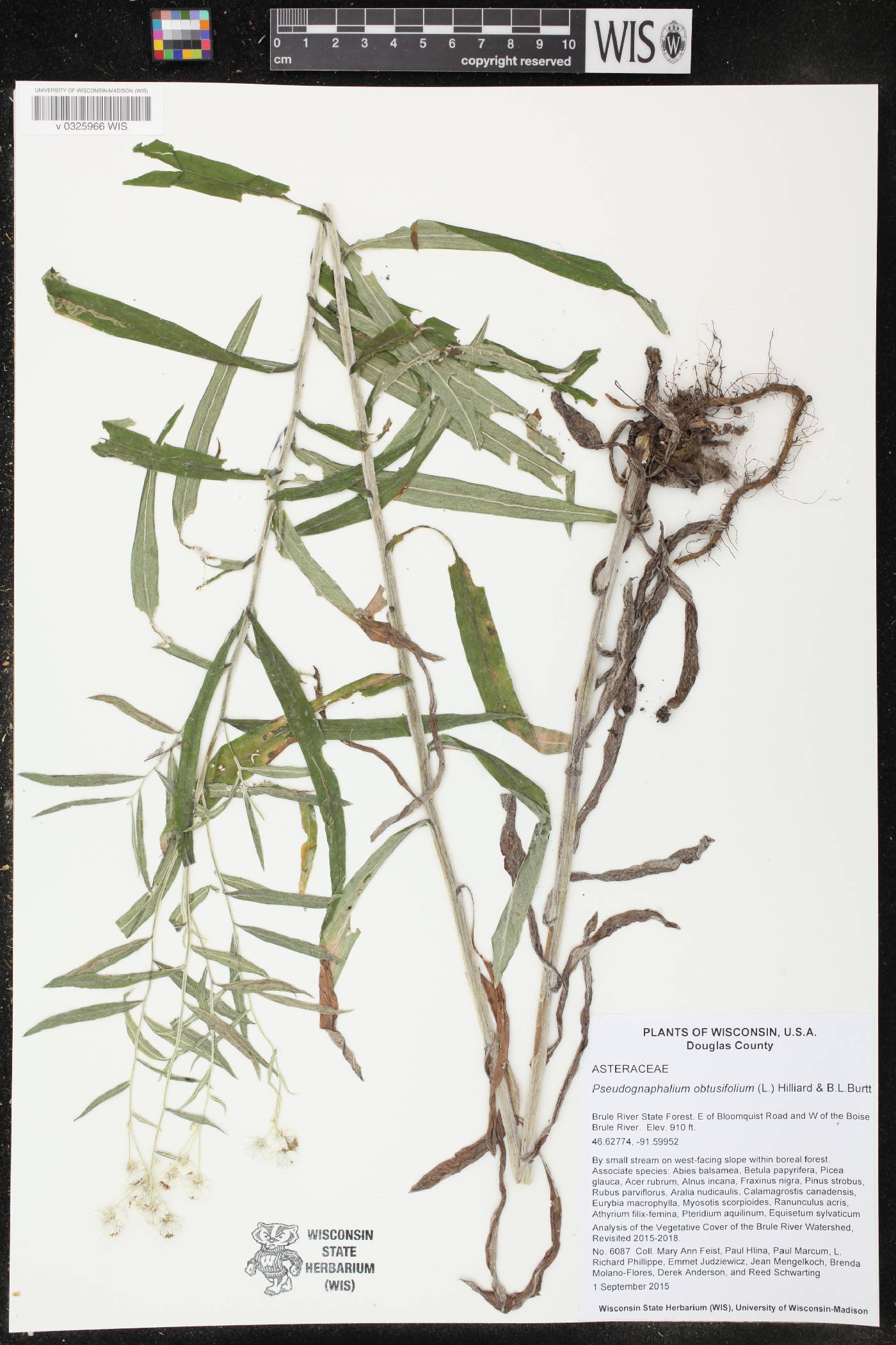 Pseudognaphalium obtusifolium image
