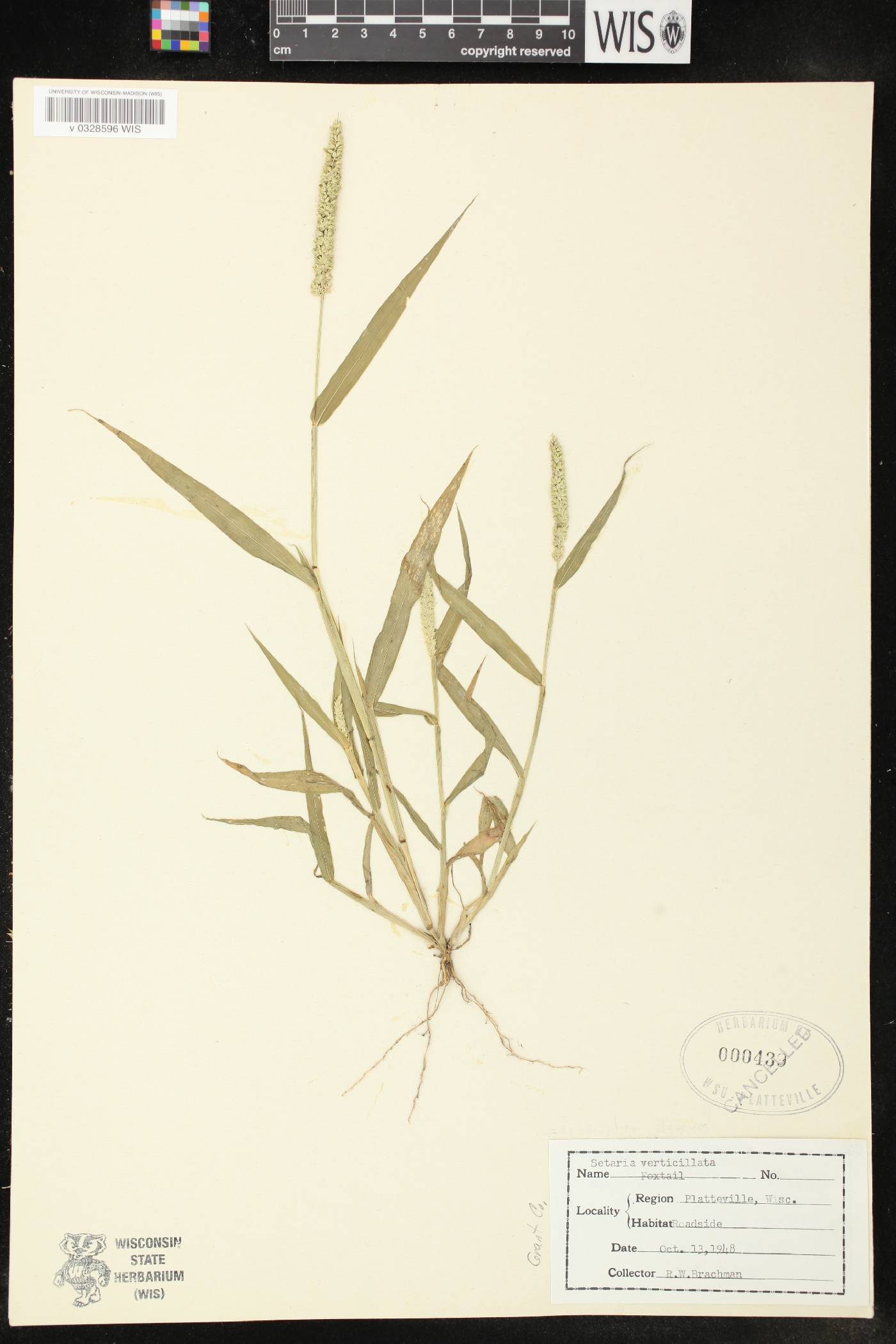 Setaria viridis image
